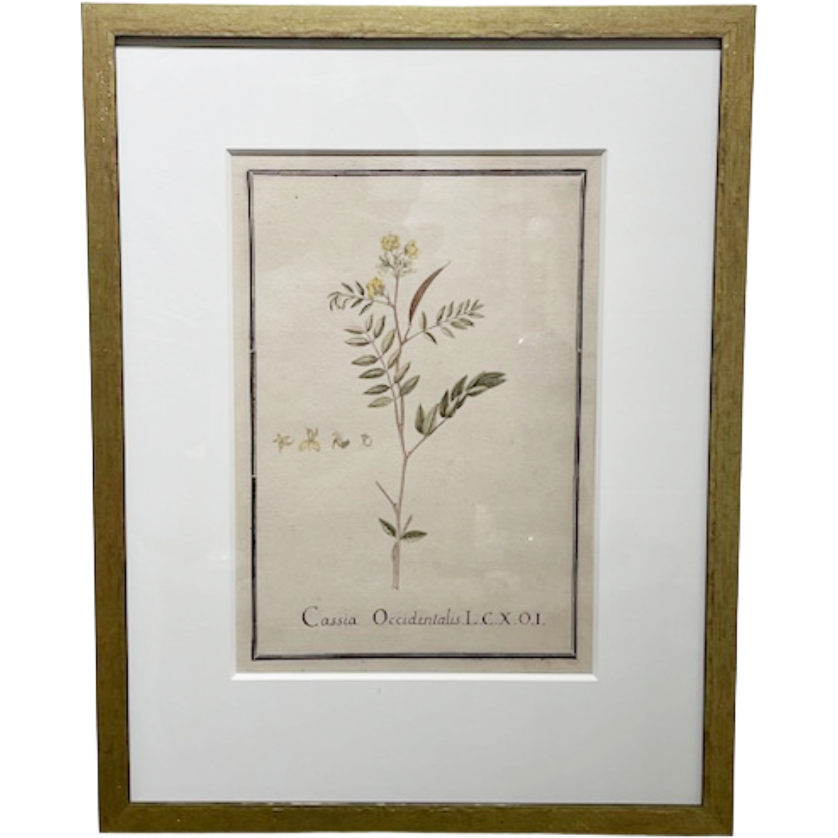 Botanical #2 (Cassia Occidentalis)