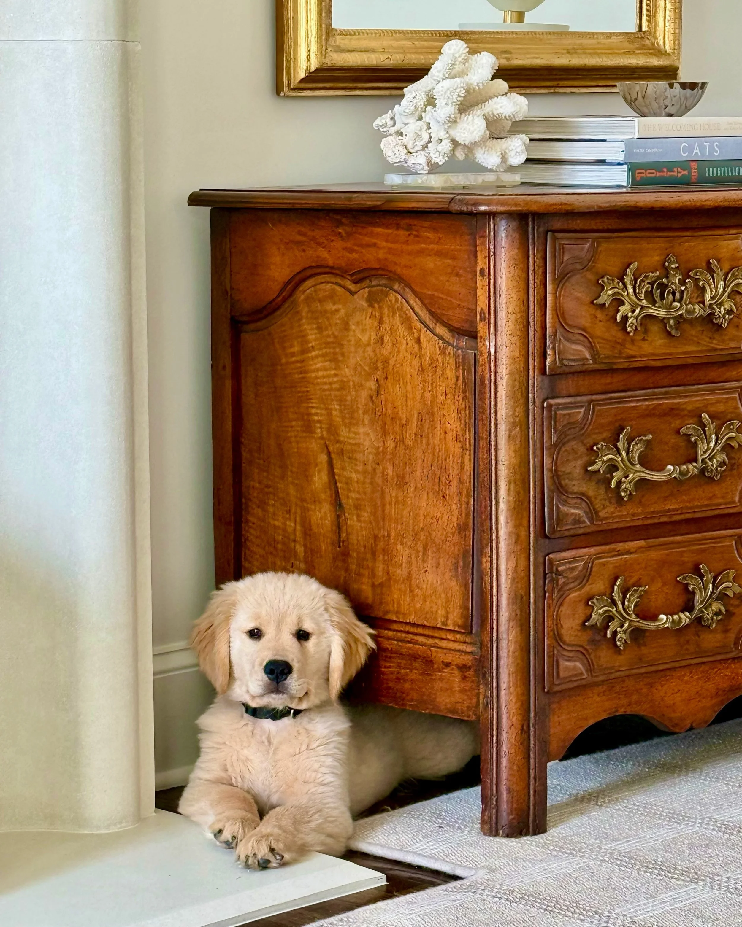 We have to teach them young! 🐾
We love seeing our beautiful antique pieces in their new forever homes with their new family members! #heritageclt #curateddecor #europeanantiques 
#italianantiques #frenchantiques