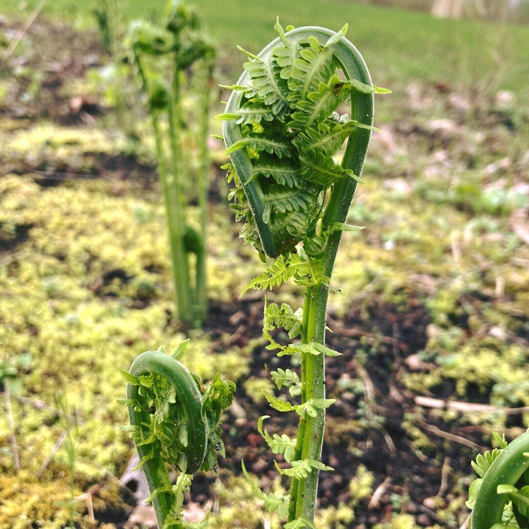 Today's reminder - To thrive right here, right now...and beyond 🌿

Petite Fiddlehead 
So majestic is your scroll 
Embrace the sunlight 
 
Image: In center view, two green fiddlehead ferns grow side by side in a mossy patch with soil. Tiny fern sprou