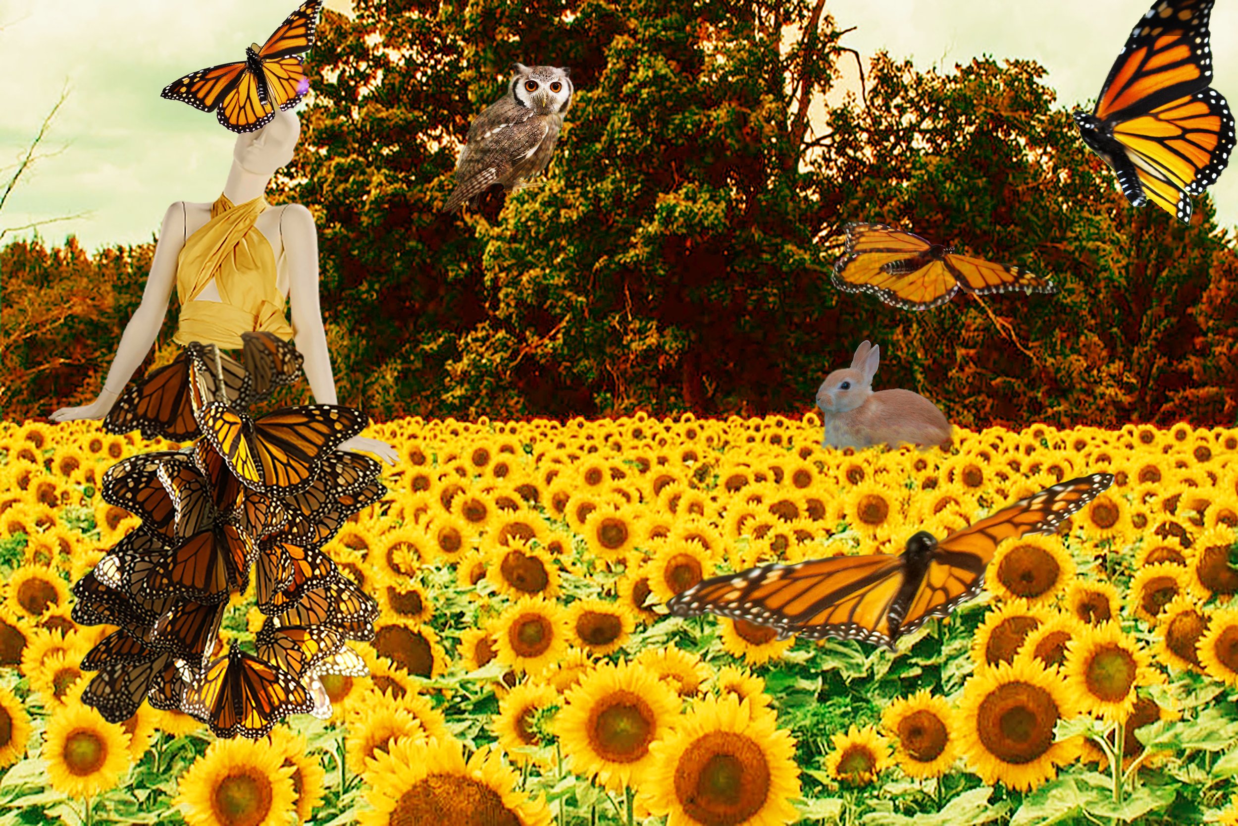 sunflower feild .jpg