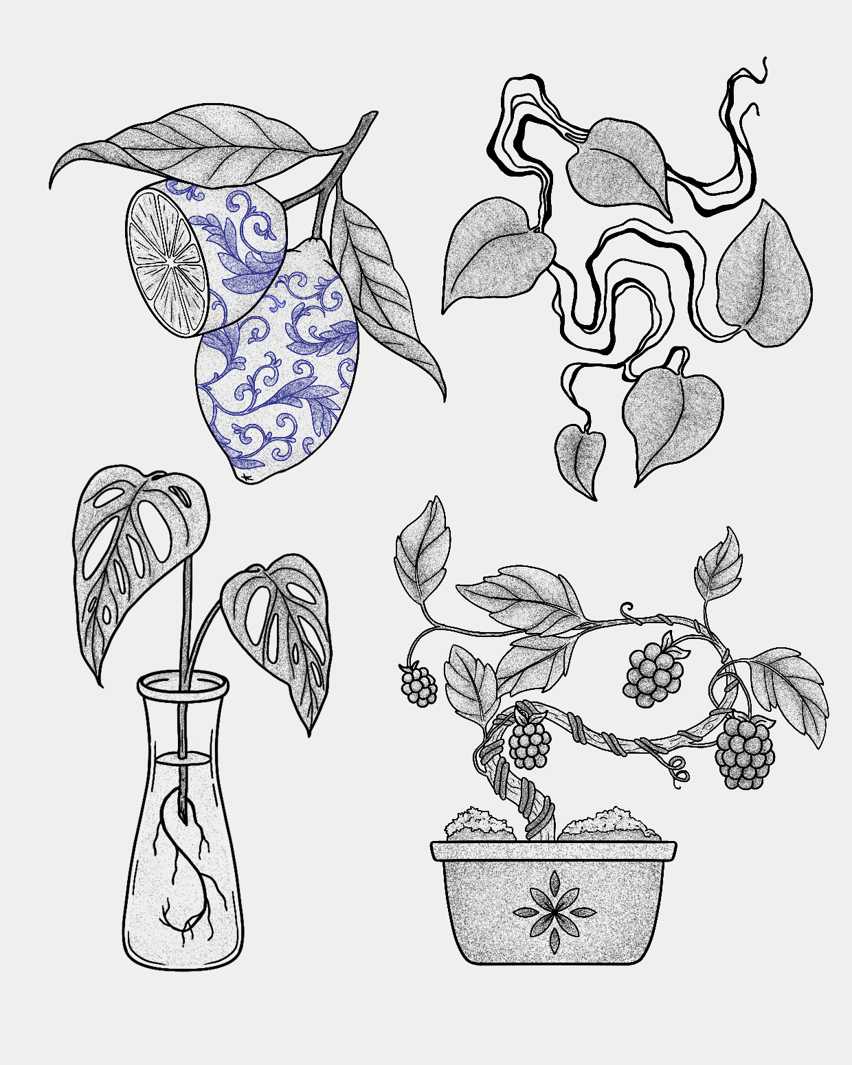 [House plants]
Lemons - claimed |
Swirly Pothos - claimed
Propagation Jar - available $170 |
Mulberry Bonsai - available $230