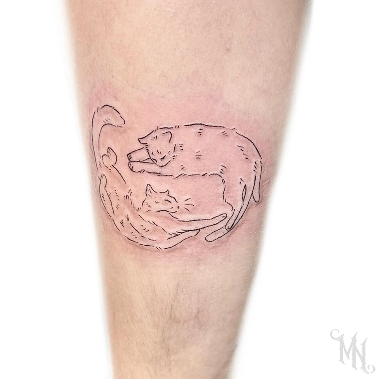 🐟 Cute Cats Tattoo🐟 Call or Text 905.435.7551 for Bookings and Inquiries 🐟 #cutecat #cutecattattoo #cat #kittens #cattattoo #kittentattoo #fineline #finelinetattoo #lineworktattoo #tattoos #tattoo #tattooideas #femaletattooartist #allfemale #allfe