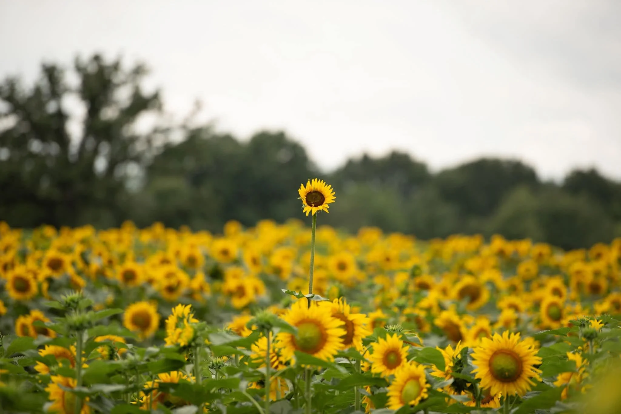 volunteers at local charity event