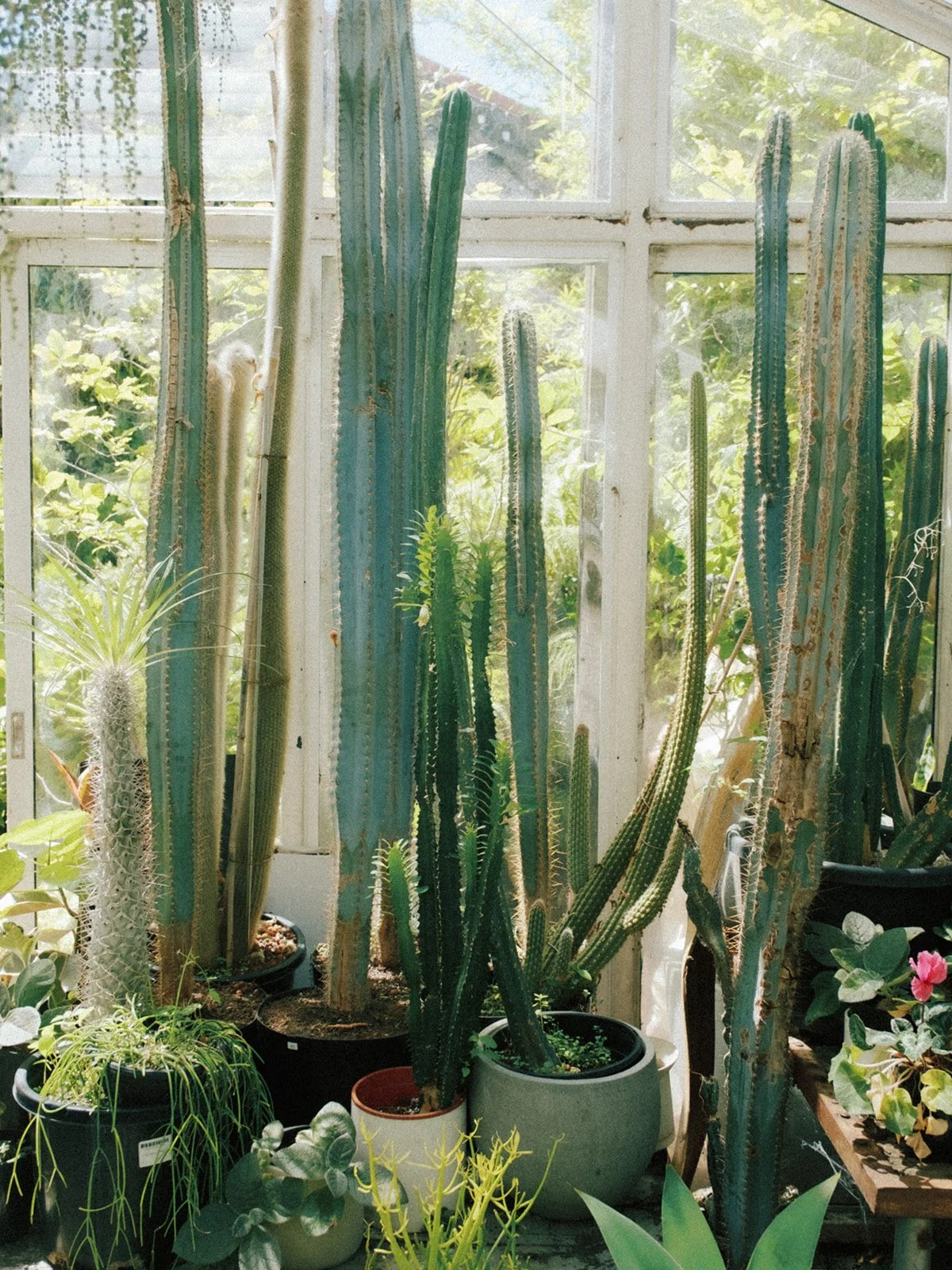 cactus as wedding decors