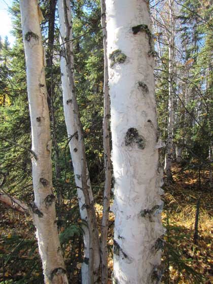 alaska-white-birch-bark.jpg