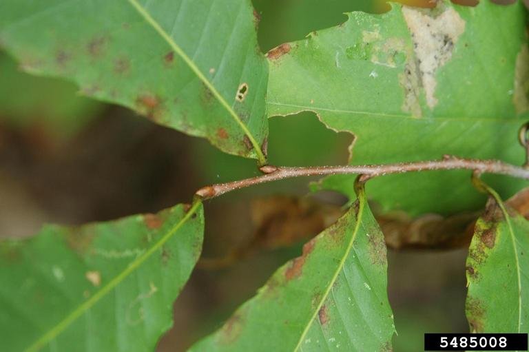 AmericanChestnutBud5485008.jpg