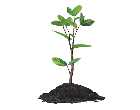 Canadian Trees for Life