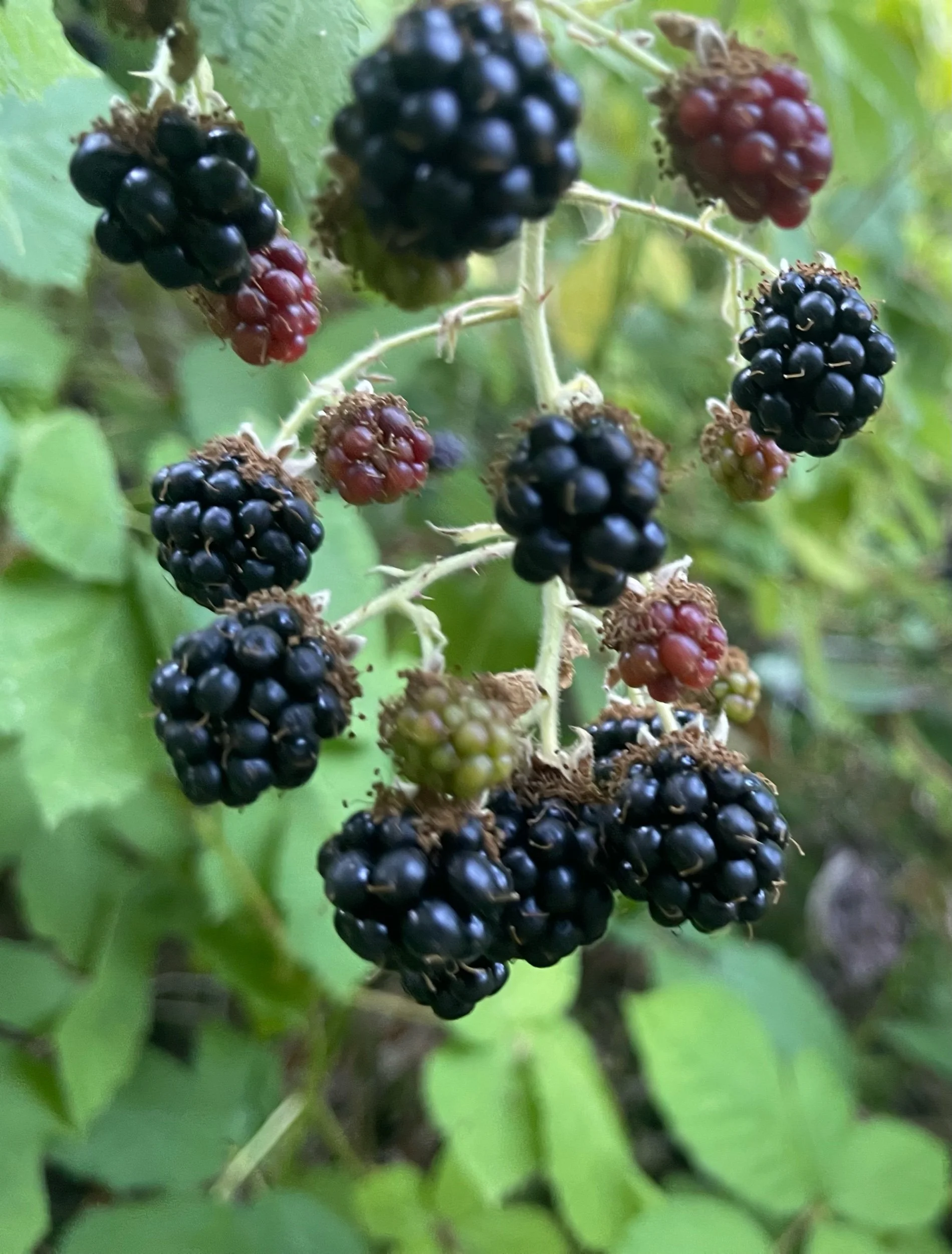 IMG_1729.jpeg