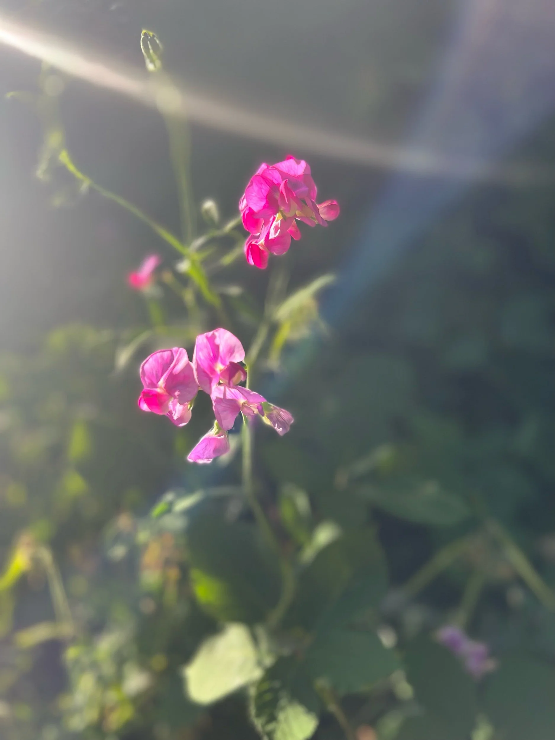 IMG_5014.jpeg