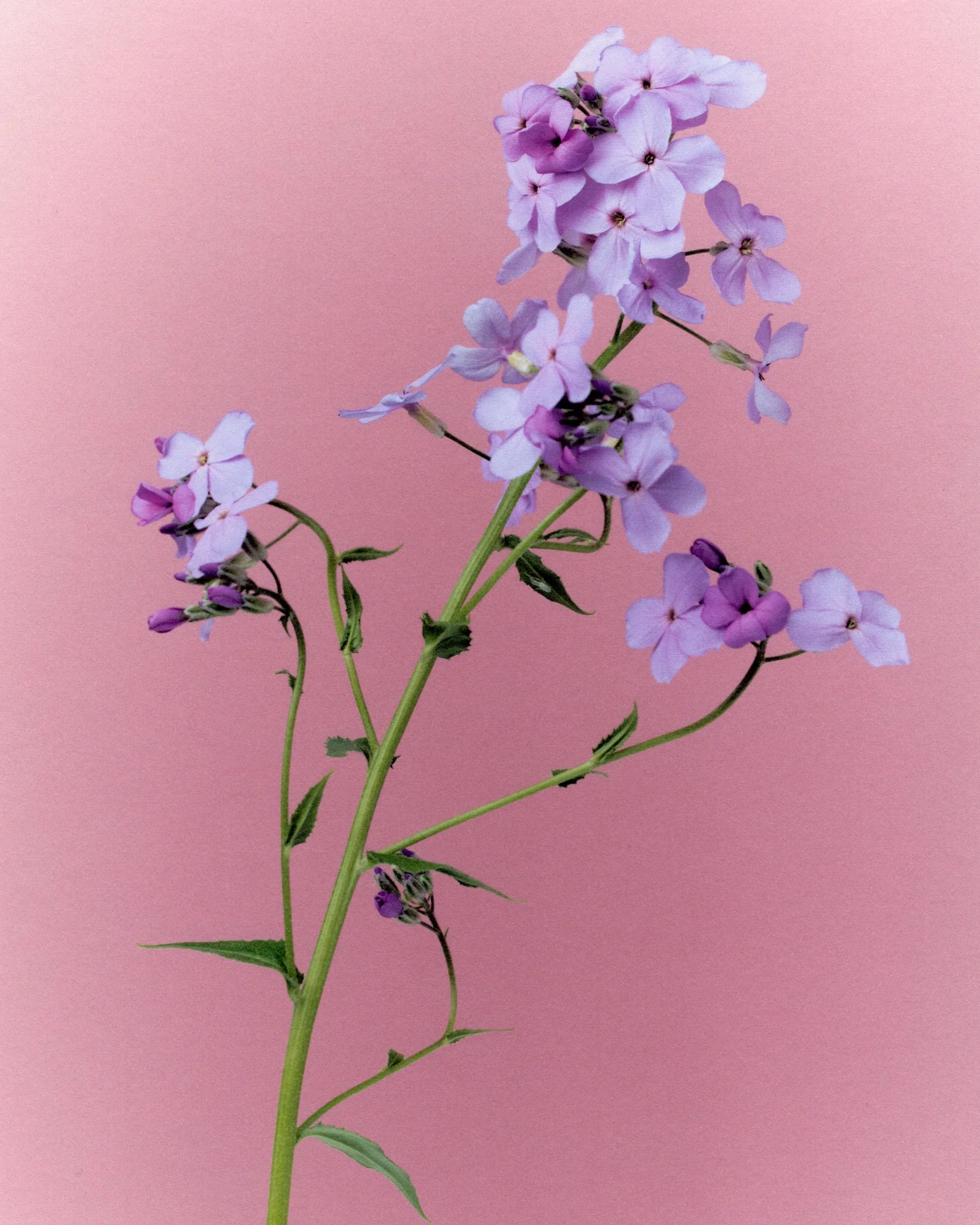 flower02-web.jpg