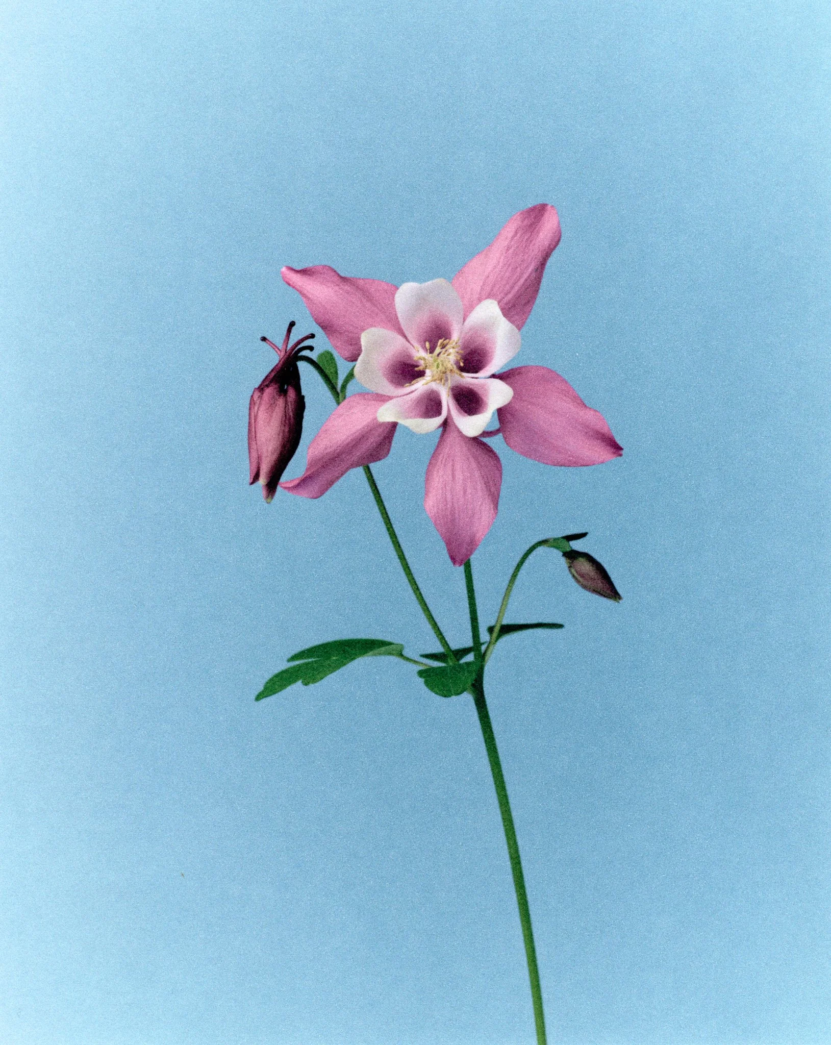 flower09-web 1.jpg