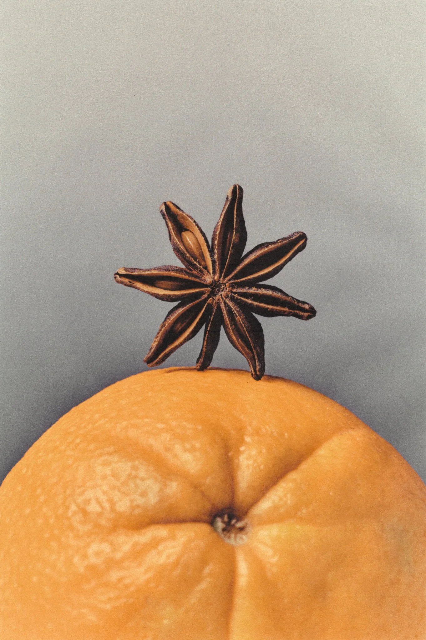 LP-orange-macro-scan-web.jpg
