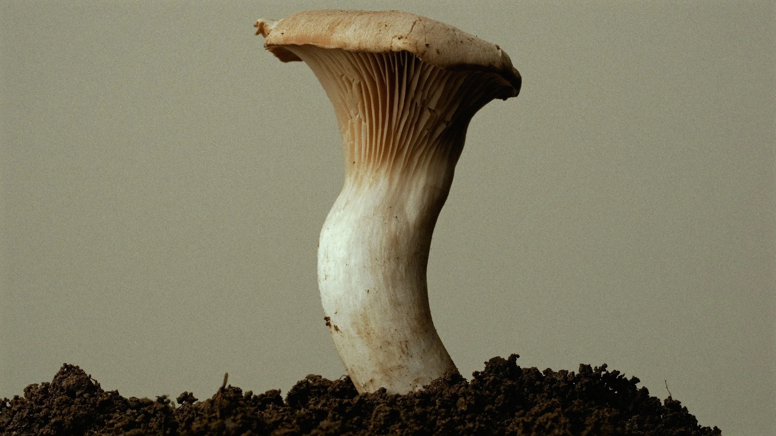 Loewe Mushroom still 1.jpg