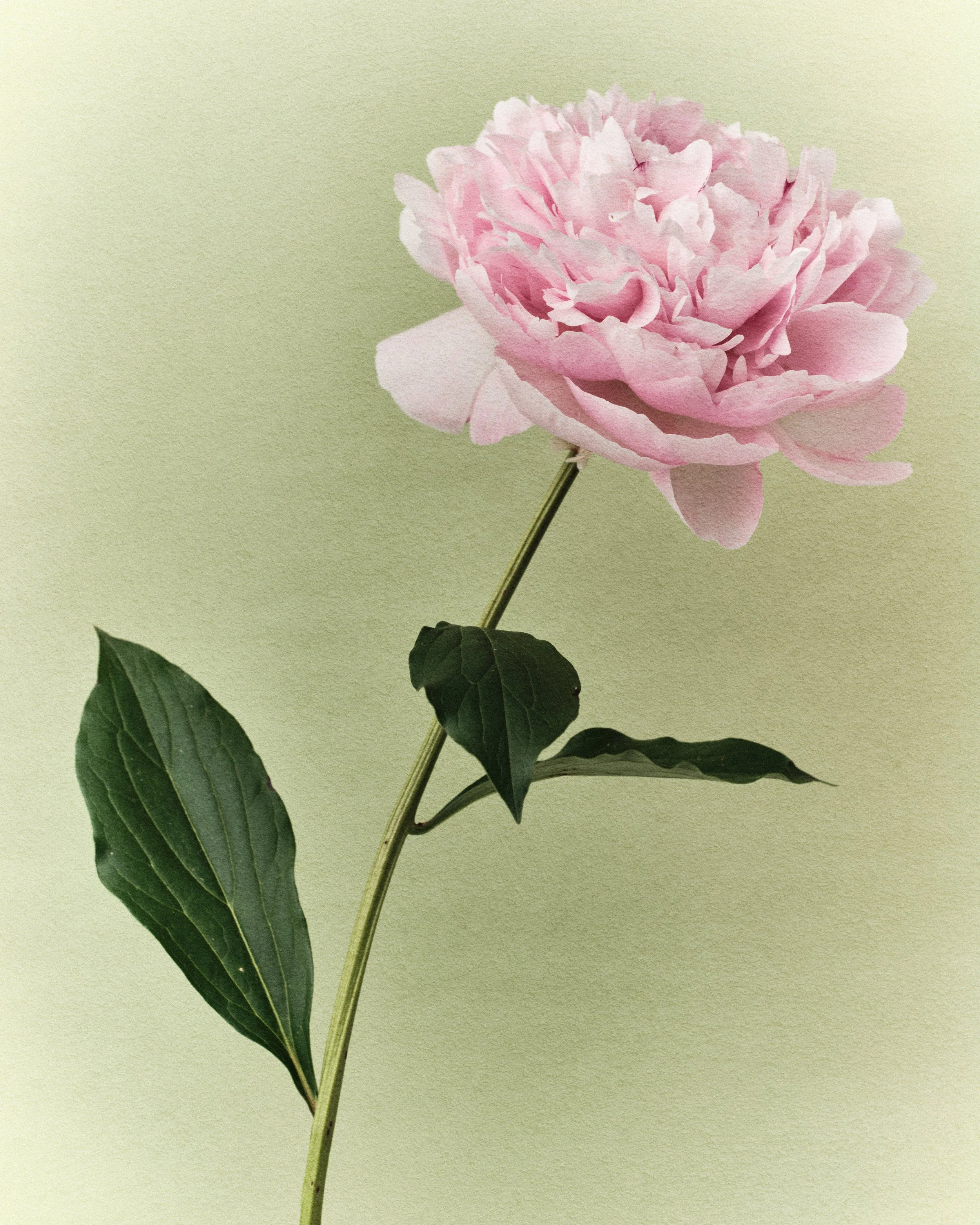 pink-peony-green-4.jpg