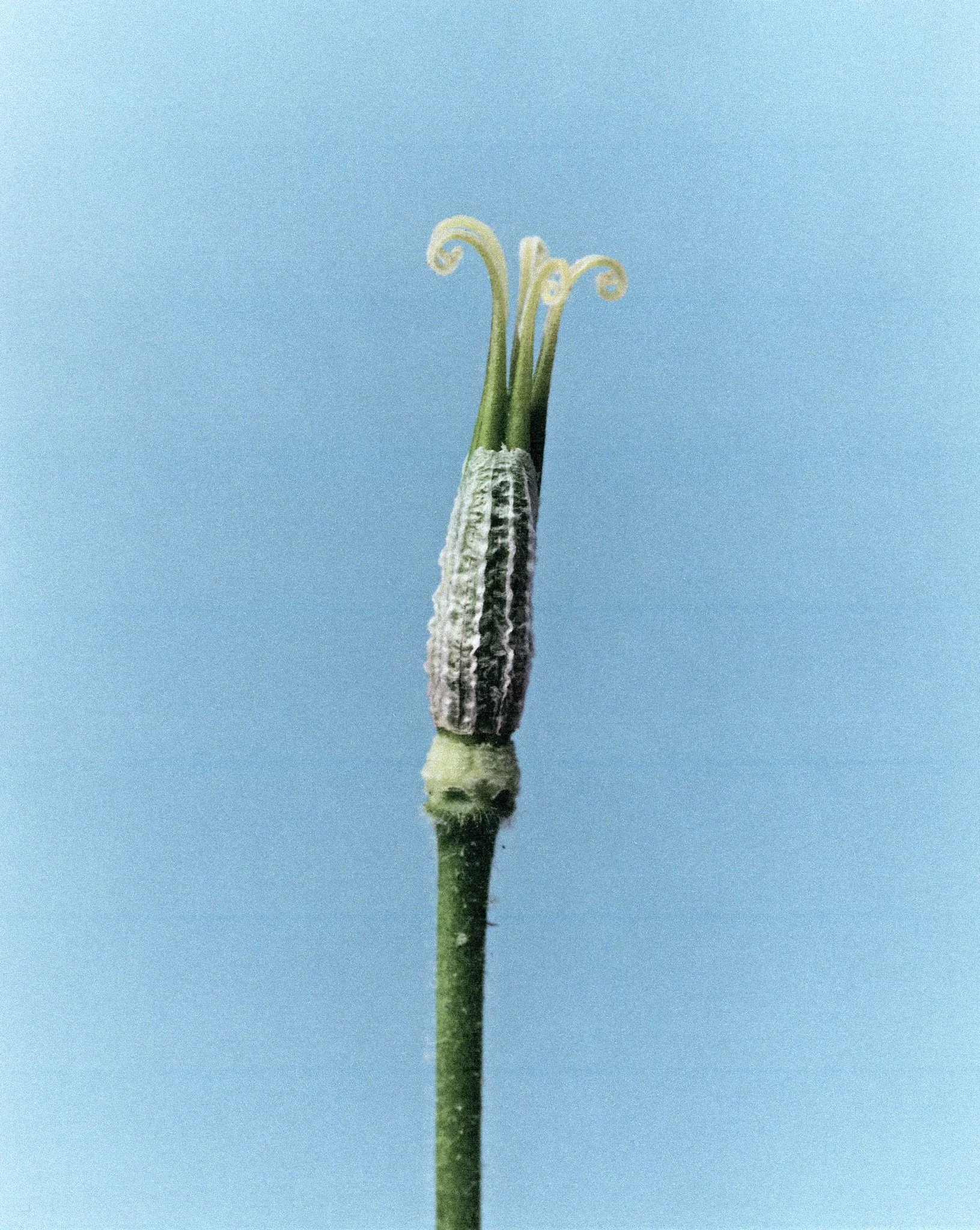 flower04-web.jpg