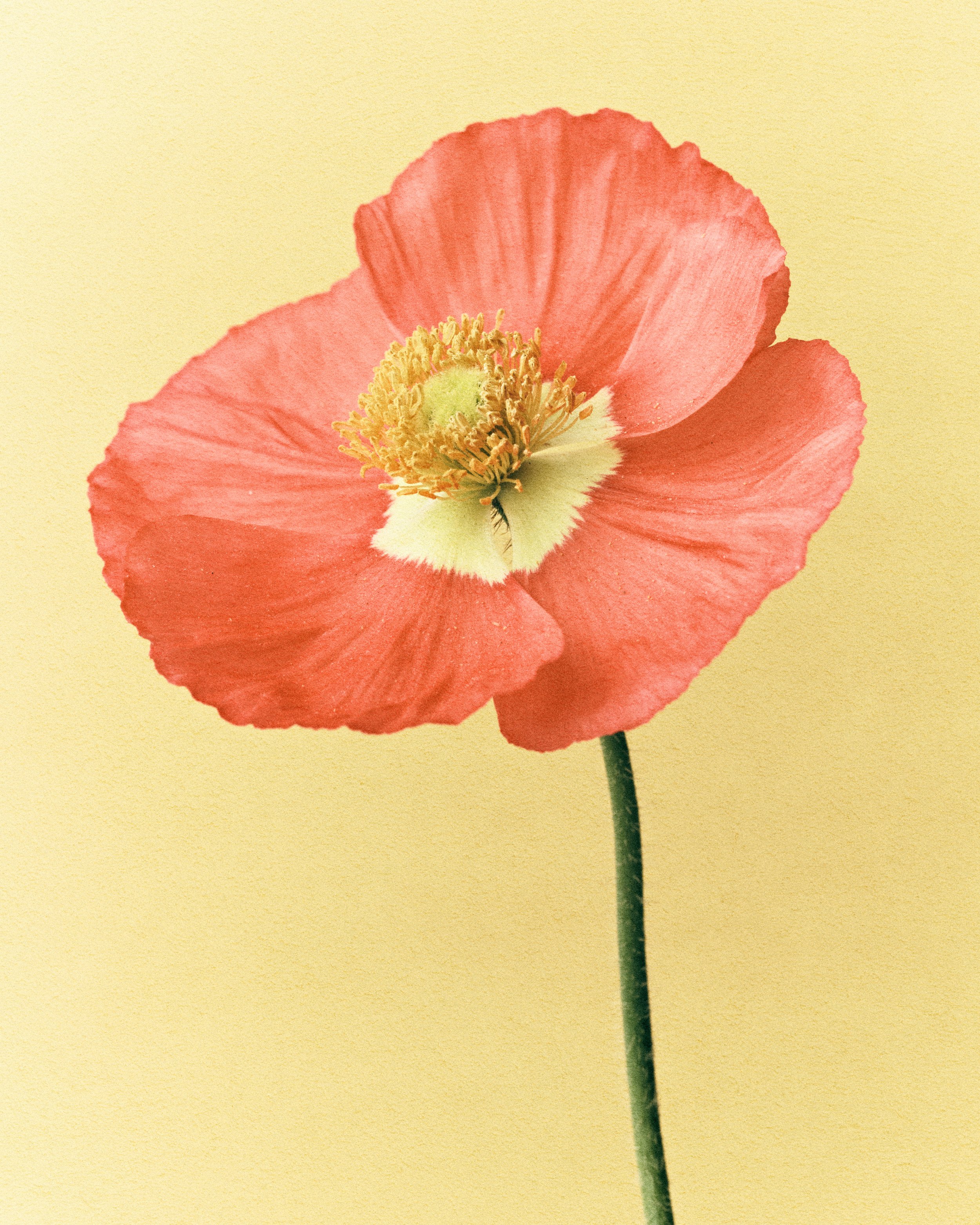 poppy-alt-1.jpg