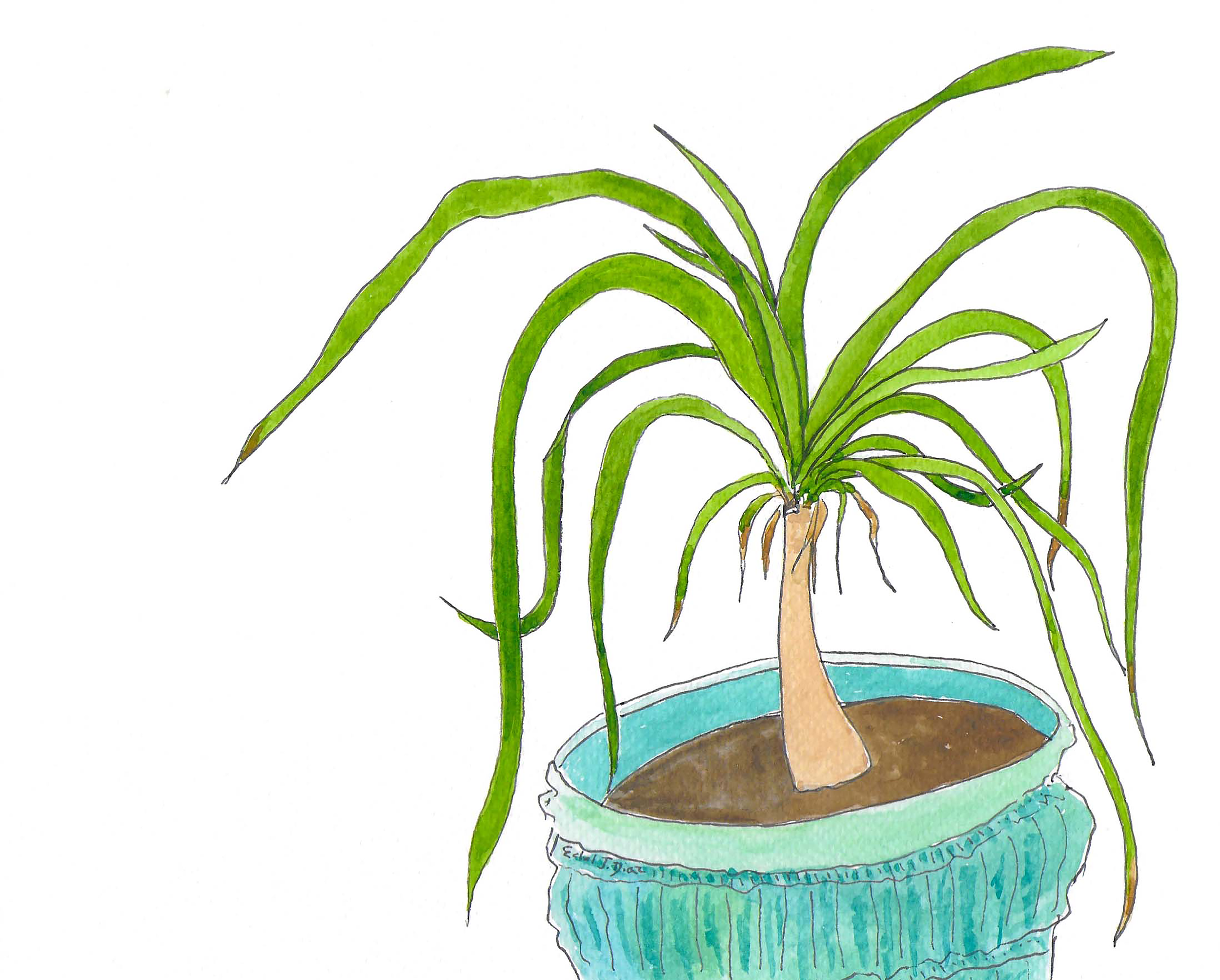 ponytail palm.png