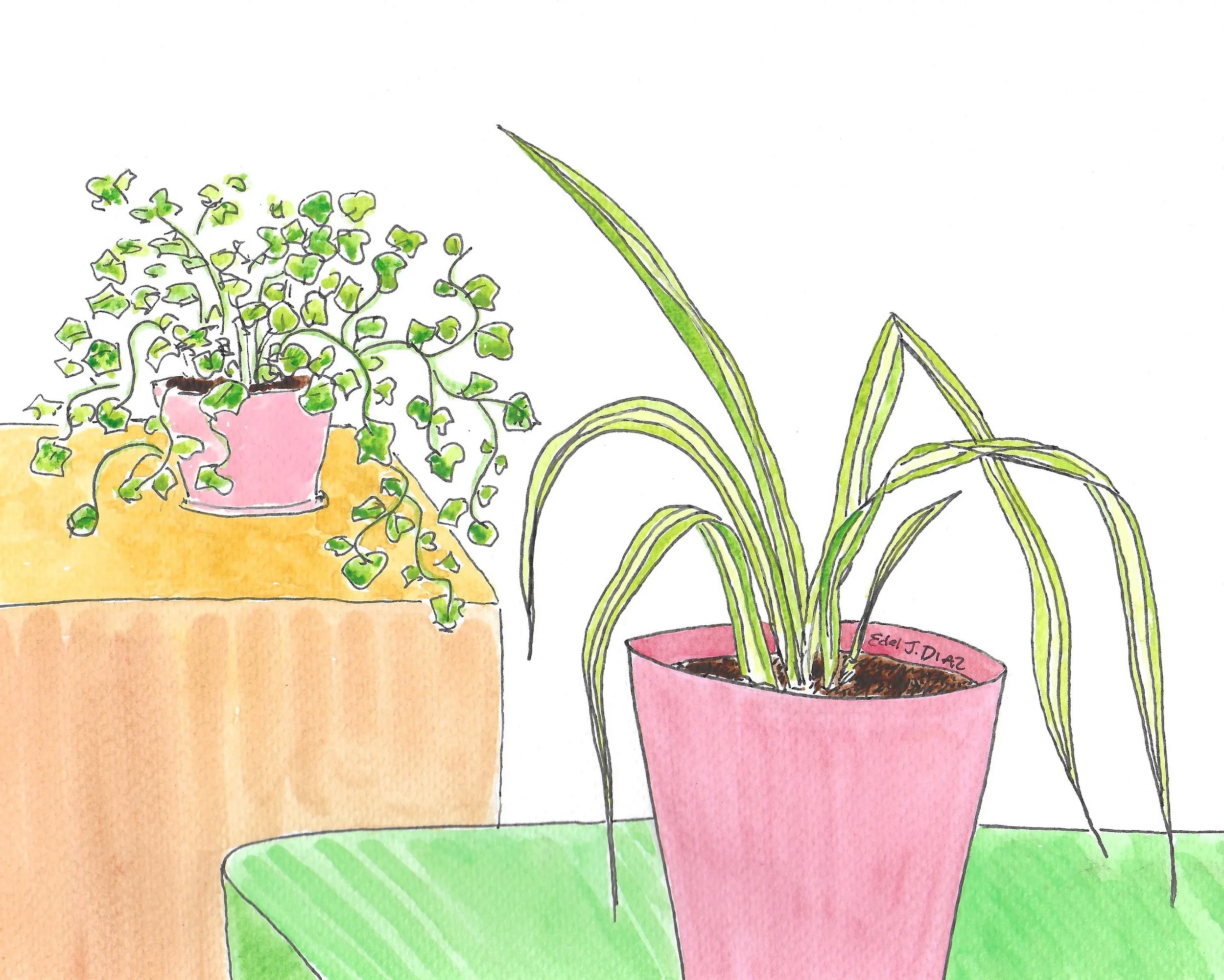 swedish ivy and spider plant.jpg