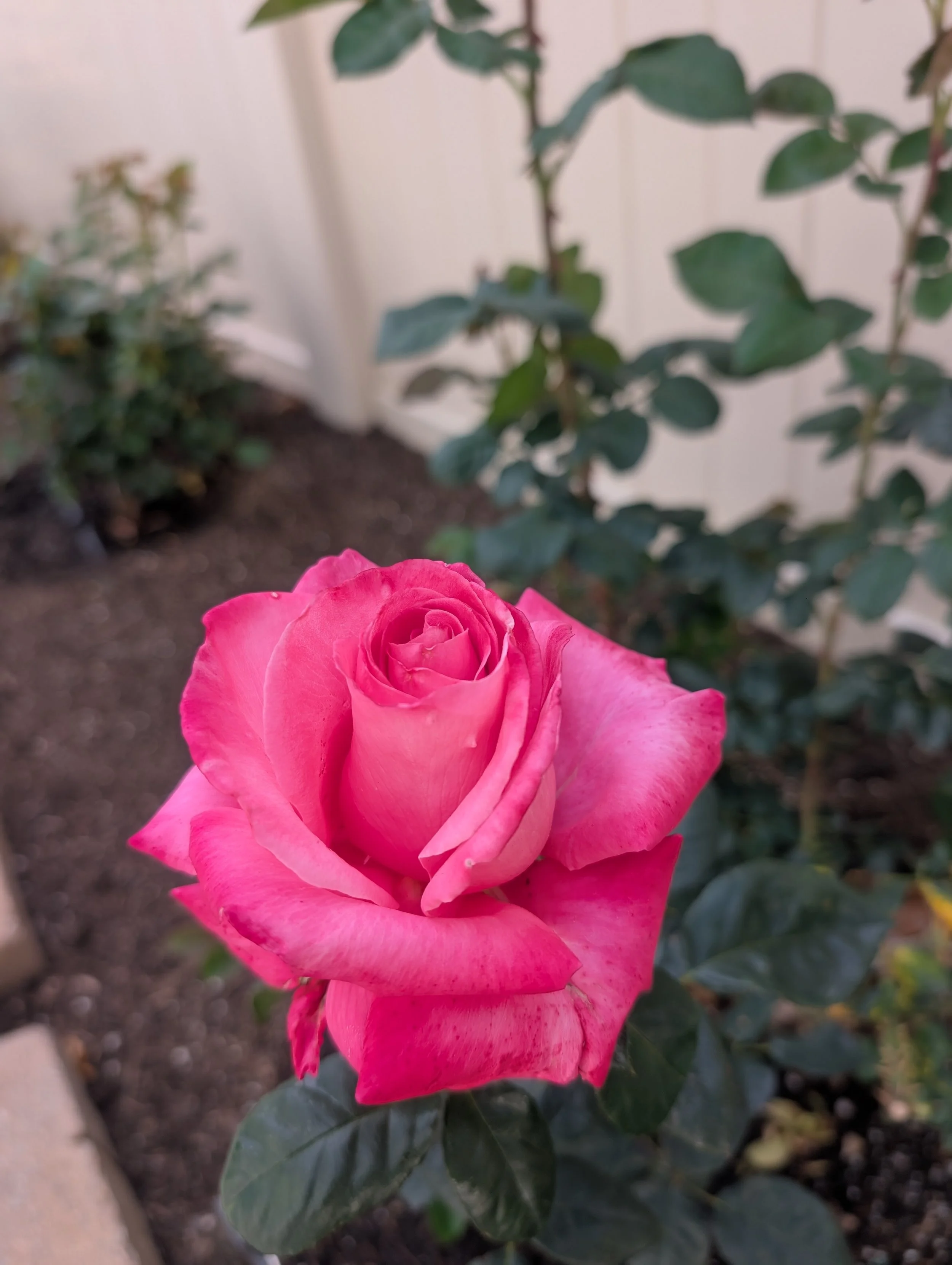 PXL_20250404_232202807.jpg