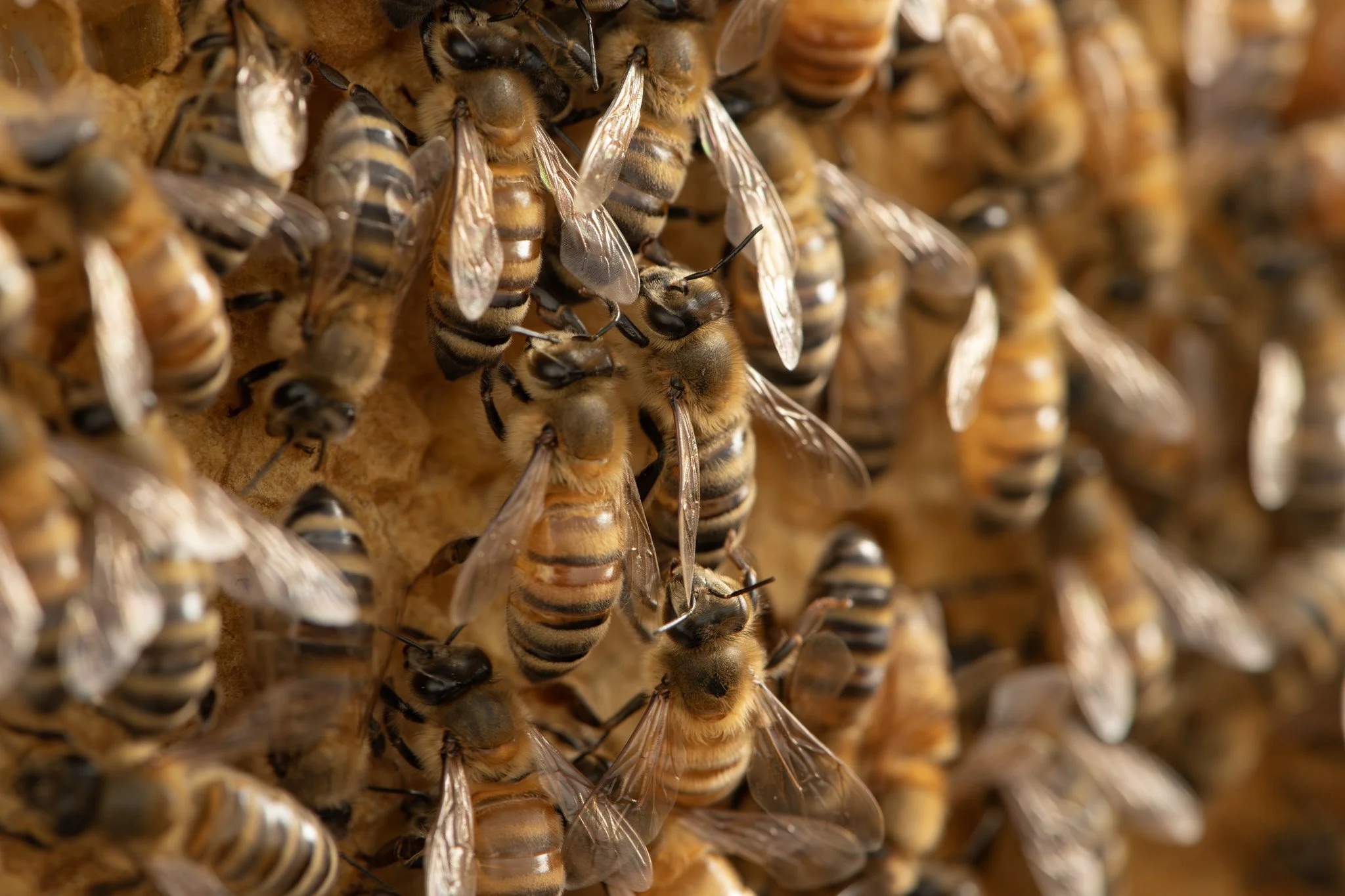 35_Chad Chisholm Hospitality.jpg