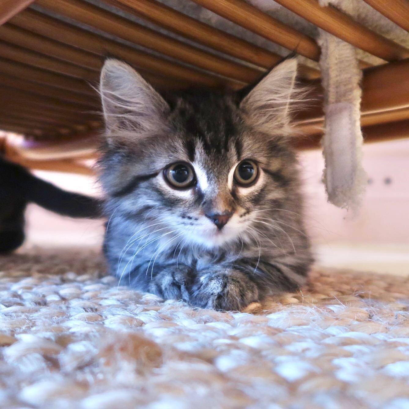 Pov: your toes😼

Lyra is our new employee of the month from @del.gato.rescue and available for adoption.

💒 Sweet Streets Cats is a 501(c)(3) nonprofit foster program for street cats in a sweet workspace. 🍭🍬 Meet our employees of the month! 🐈

?