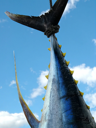 Close-up of a large sailfish with a long, pointed bill, dark dorsal fin, and a row of yellowish finlets along its back, against a partly cloudy sky.