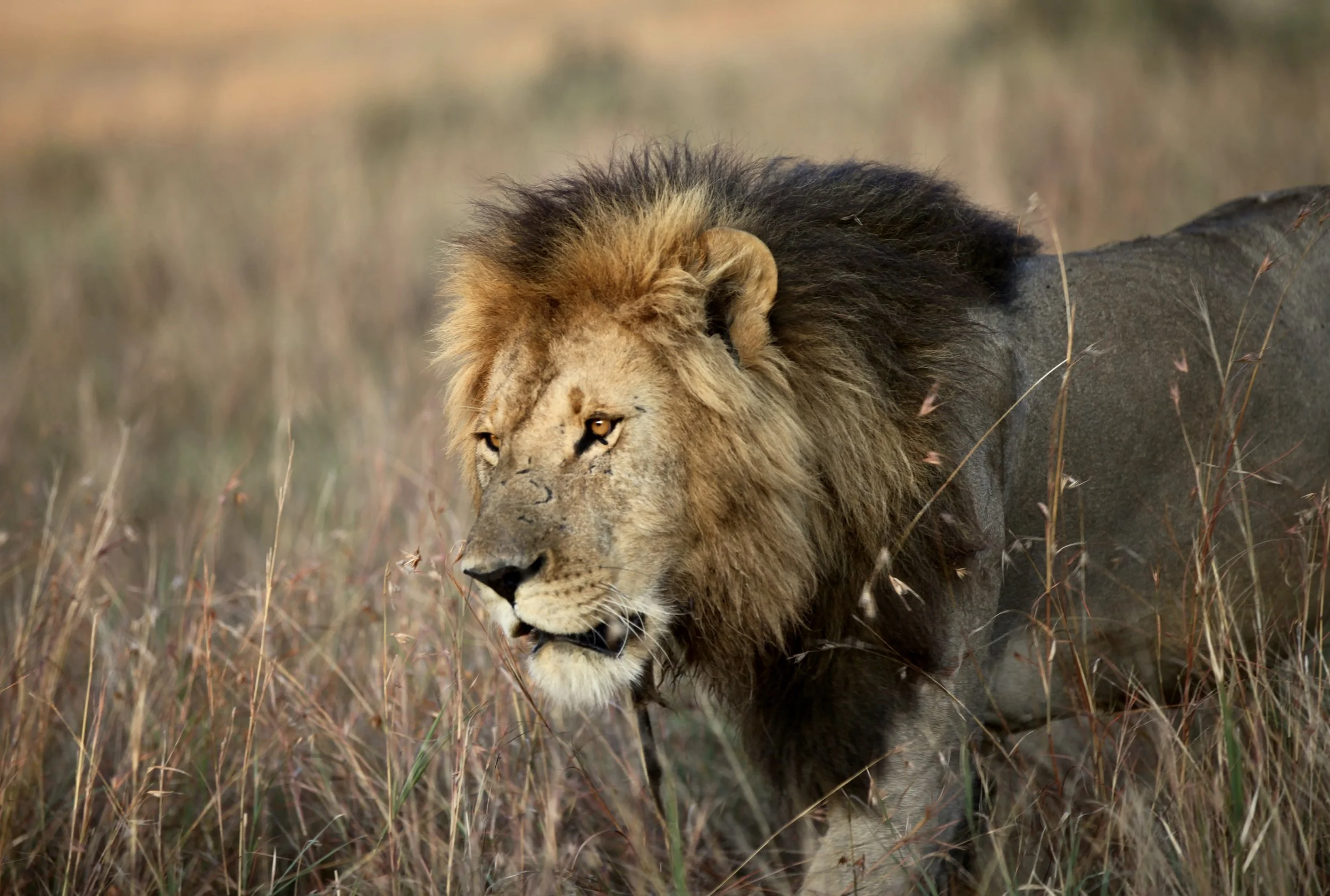 g-lion.jpg