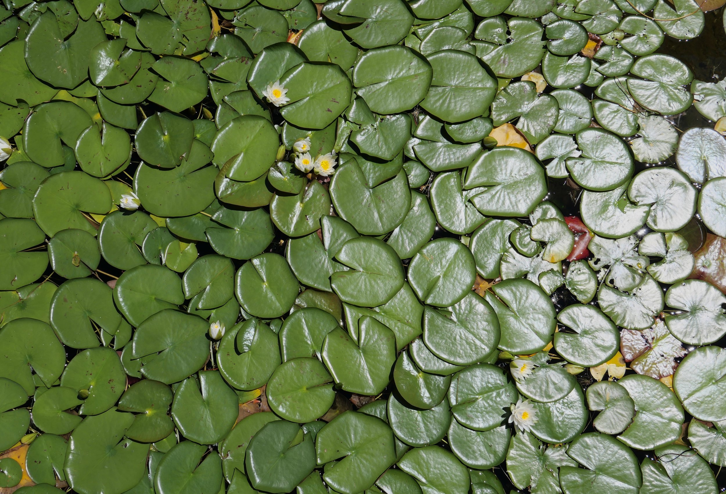 L1002665 2.JPG