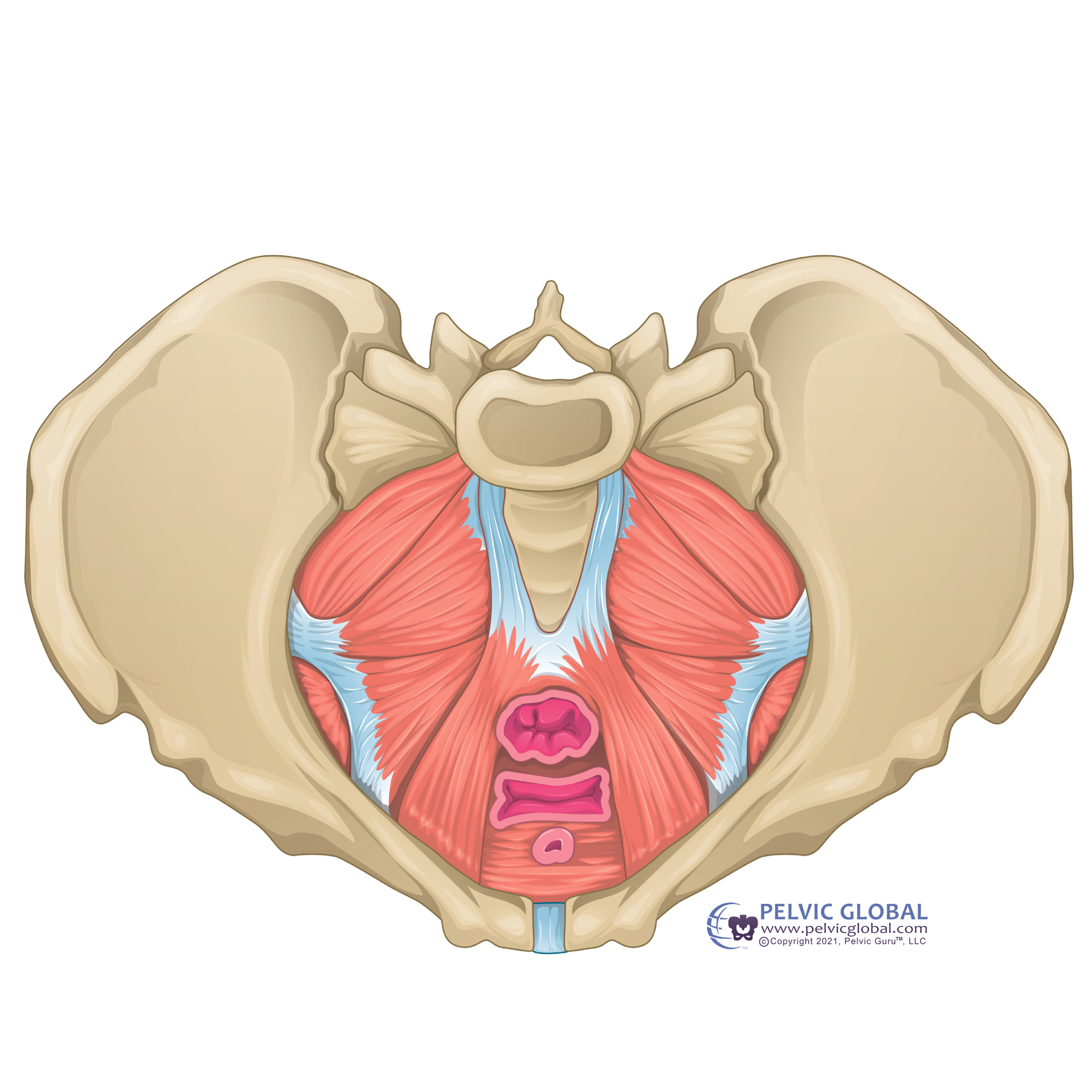 Illustration of the pelvic floor muscles and related structures.