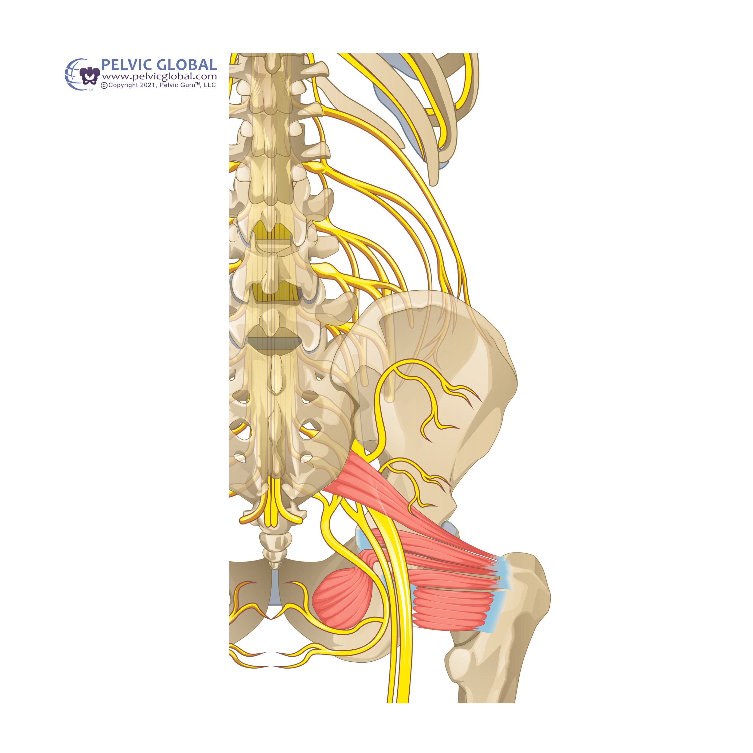 Illustration of the human spine and pelvis with nerves and muscles.