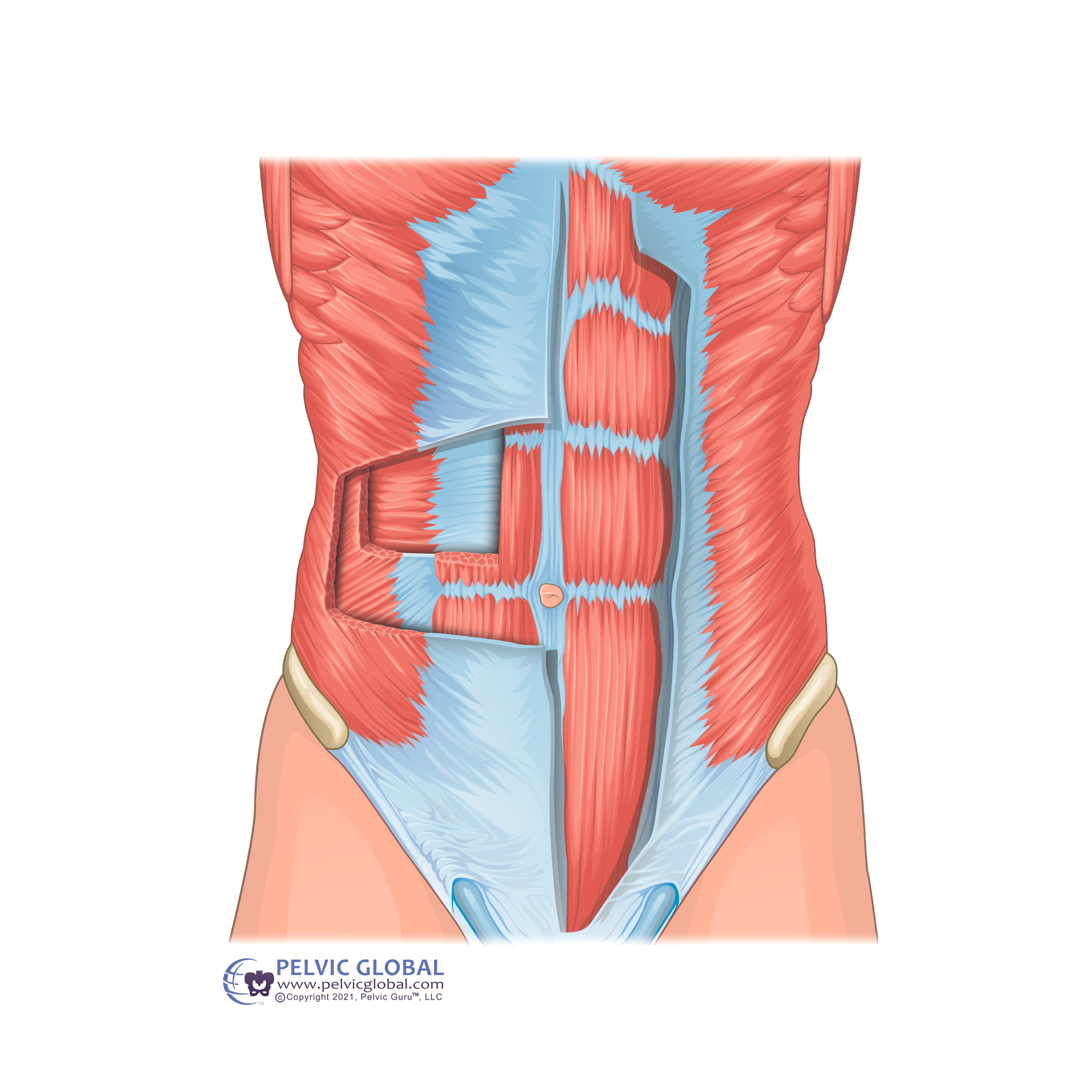Illustration of human abdominal muscles and pelvic region anatomy, showing internal muscle layers in red and blue.