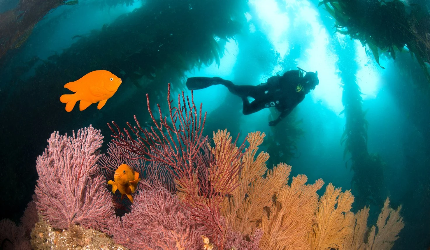 Garibaldi_Diver_Crop2_1475px.jpg