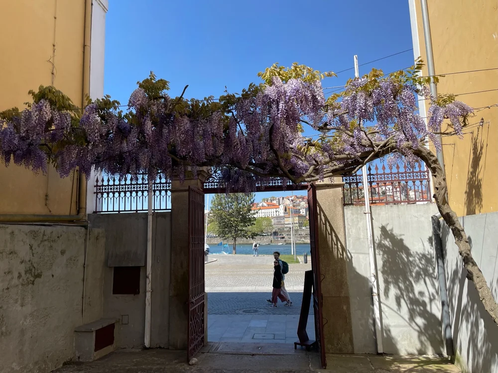 WisteriainPorto.jpeg