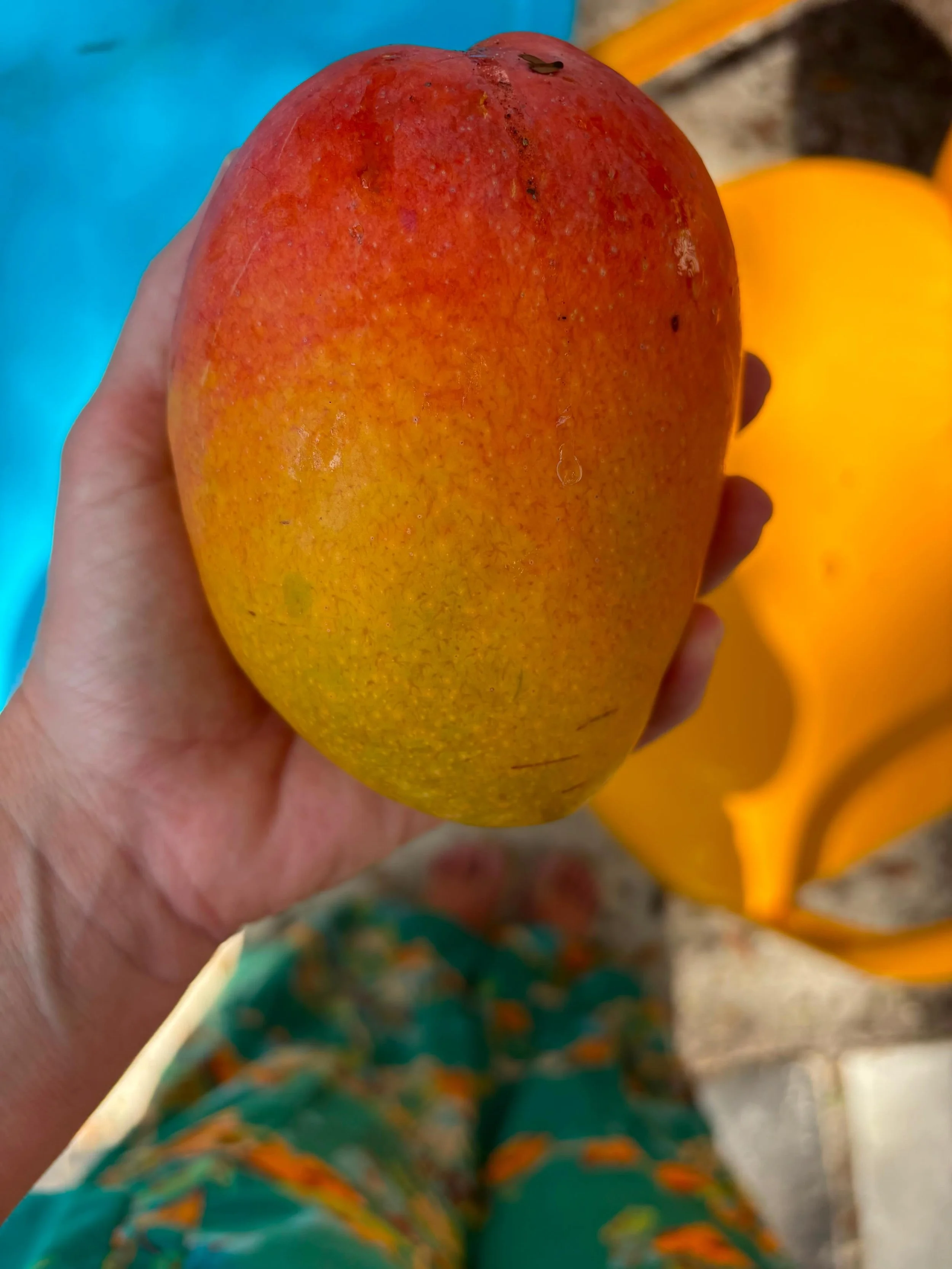 get you some neighbors who
share smiles + fresh mangoes.&hearts;️
#smellslikeparadise