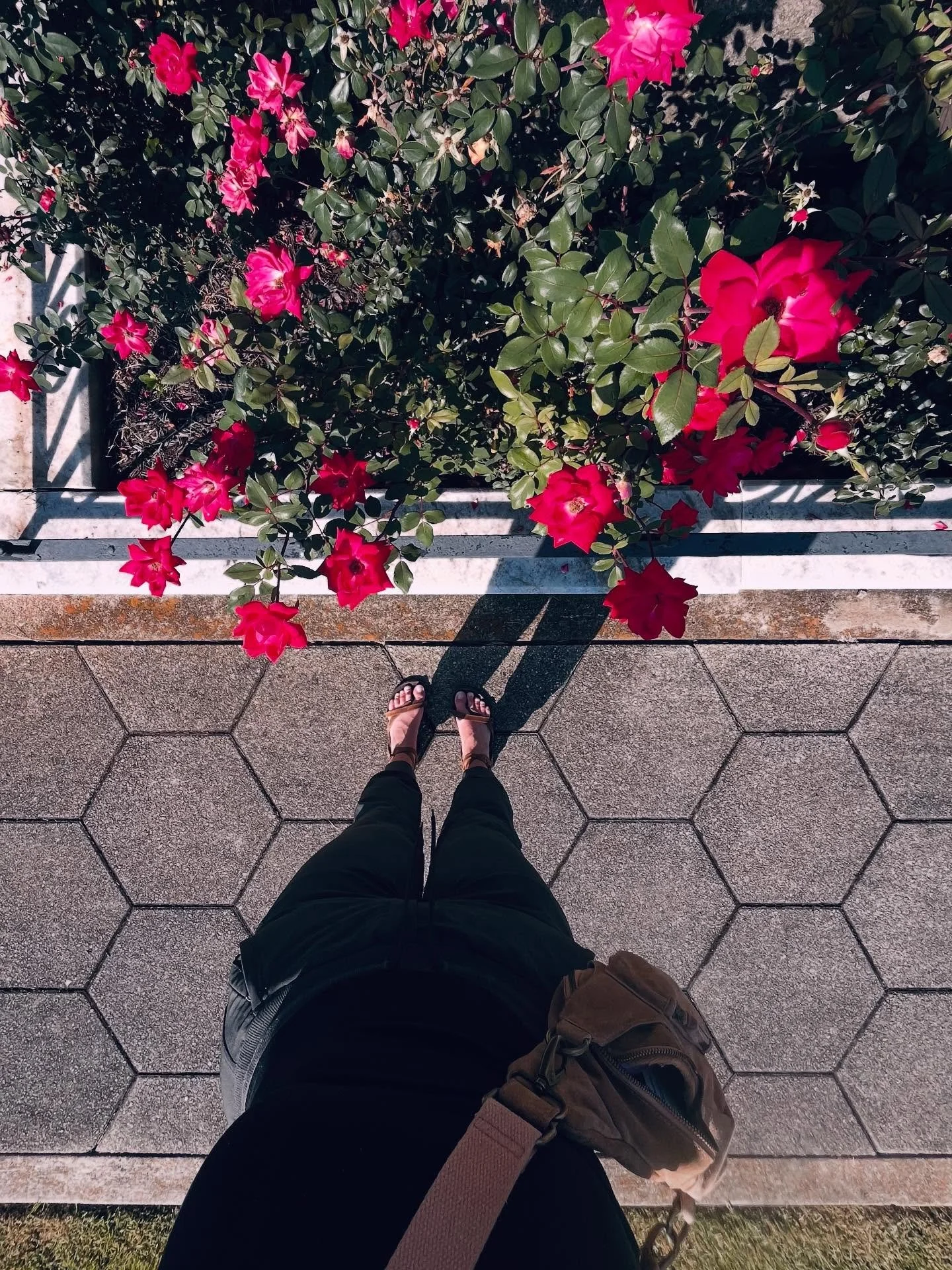 my first long walk
since injuring my knee 3 weeks ago.
there is still some discomfort,
but this is the part of the healing process
that requires pushing through the pain
to retrain the muscles + joint to work.
.
interesting part of the story, though,