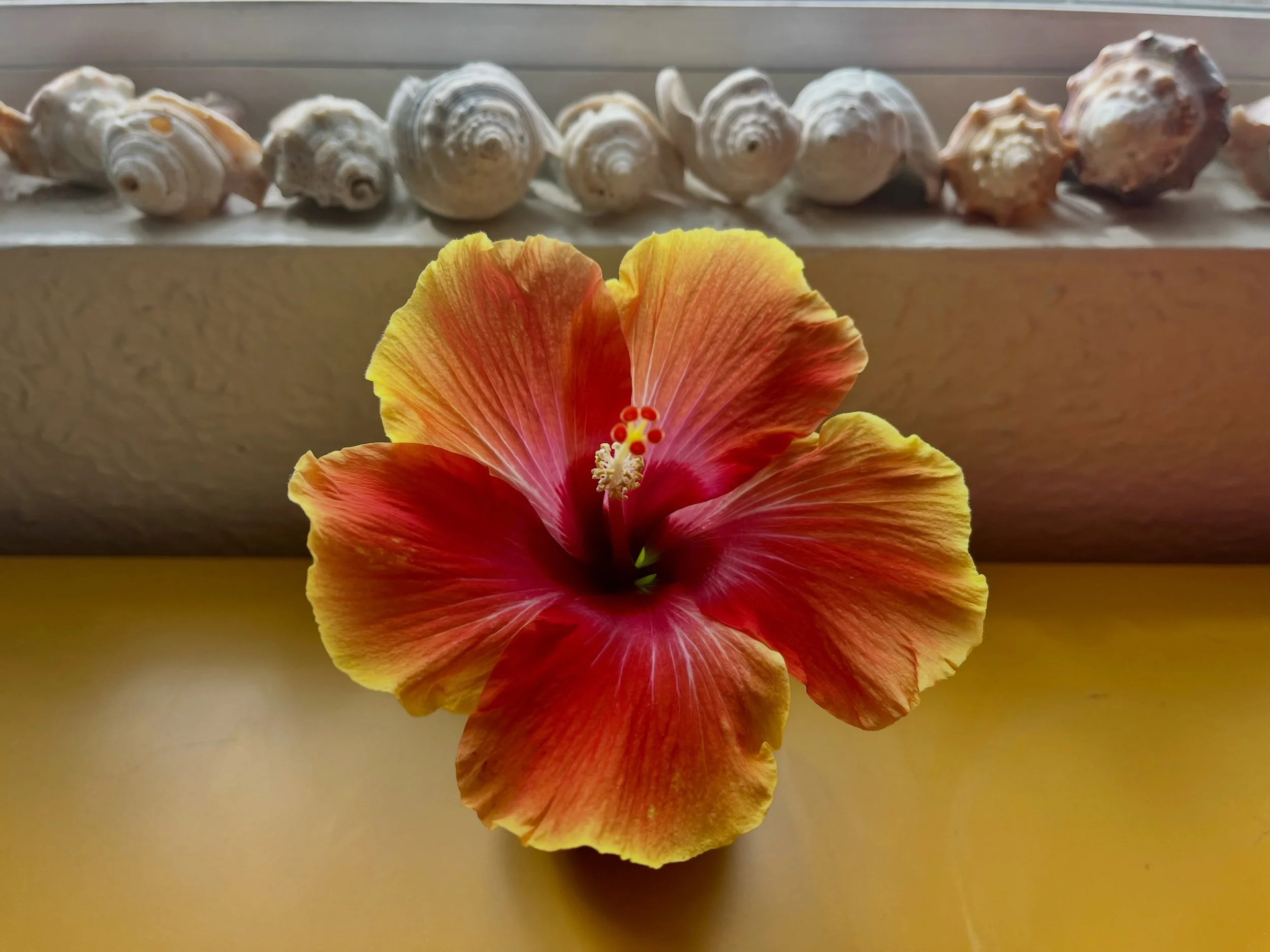 my fiesta hibiscus
only gives one blossom at a Time,
reminding me how Beautiful
it is to focus in on
one goal,
one friendship,
one conversation,
one project,
one moment,
at a Time.&hearts;
#excessisstress