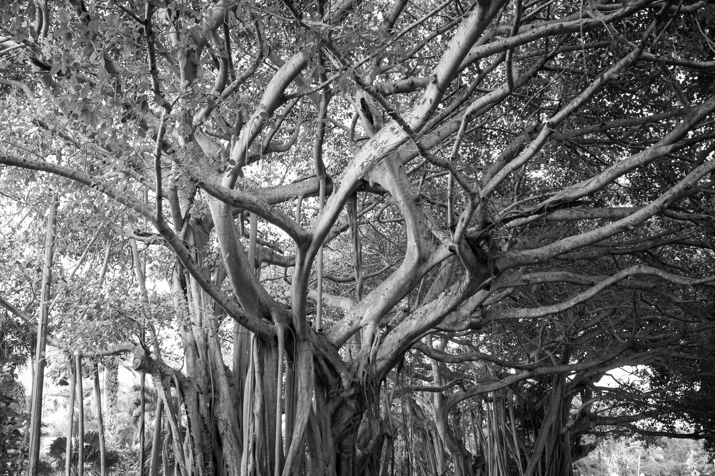 Banyan Trees - Boca Grande, Florida 
