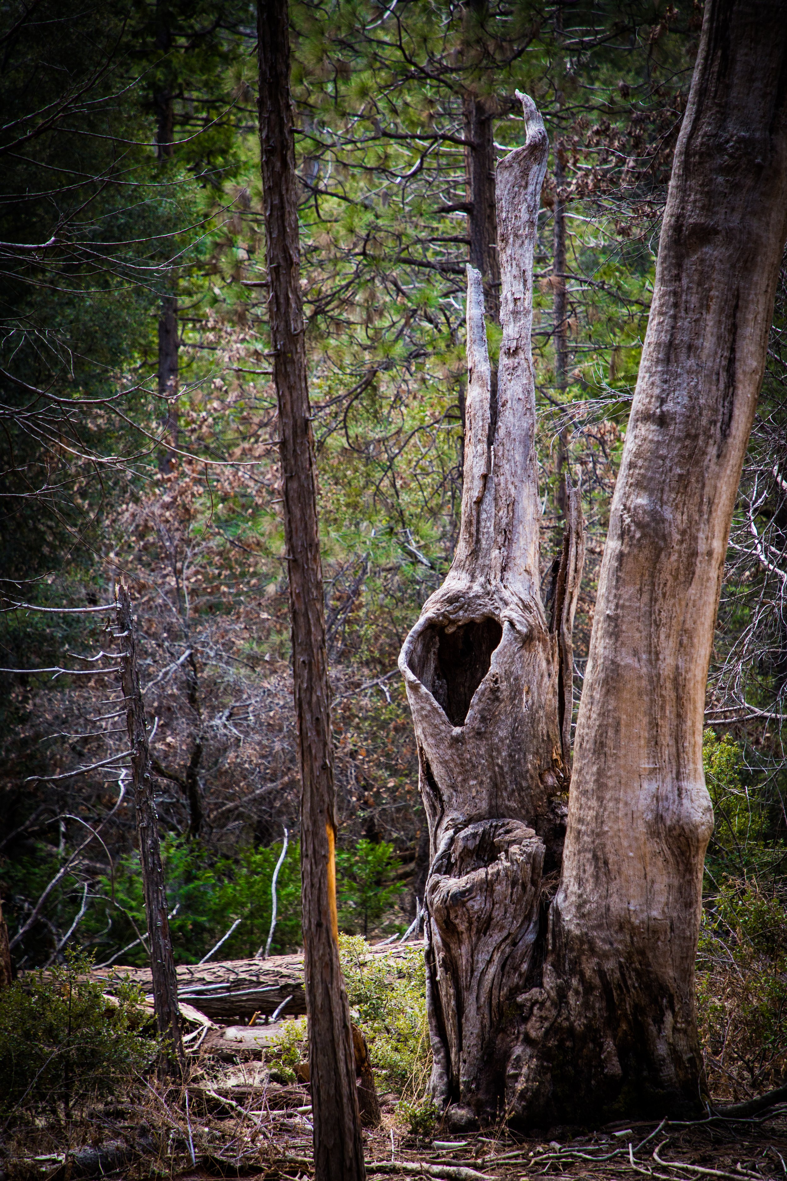 Heart Tree - Yosemite, California