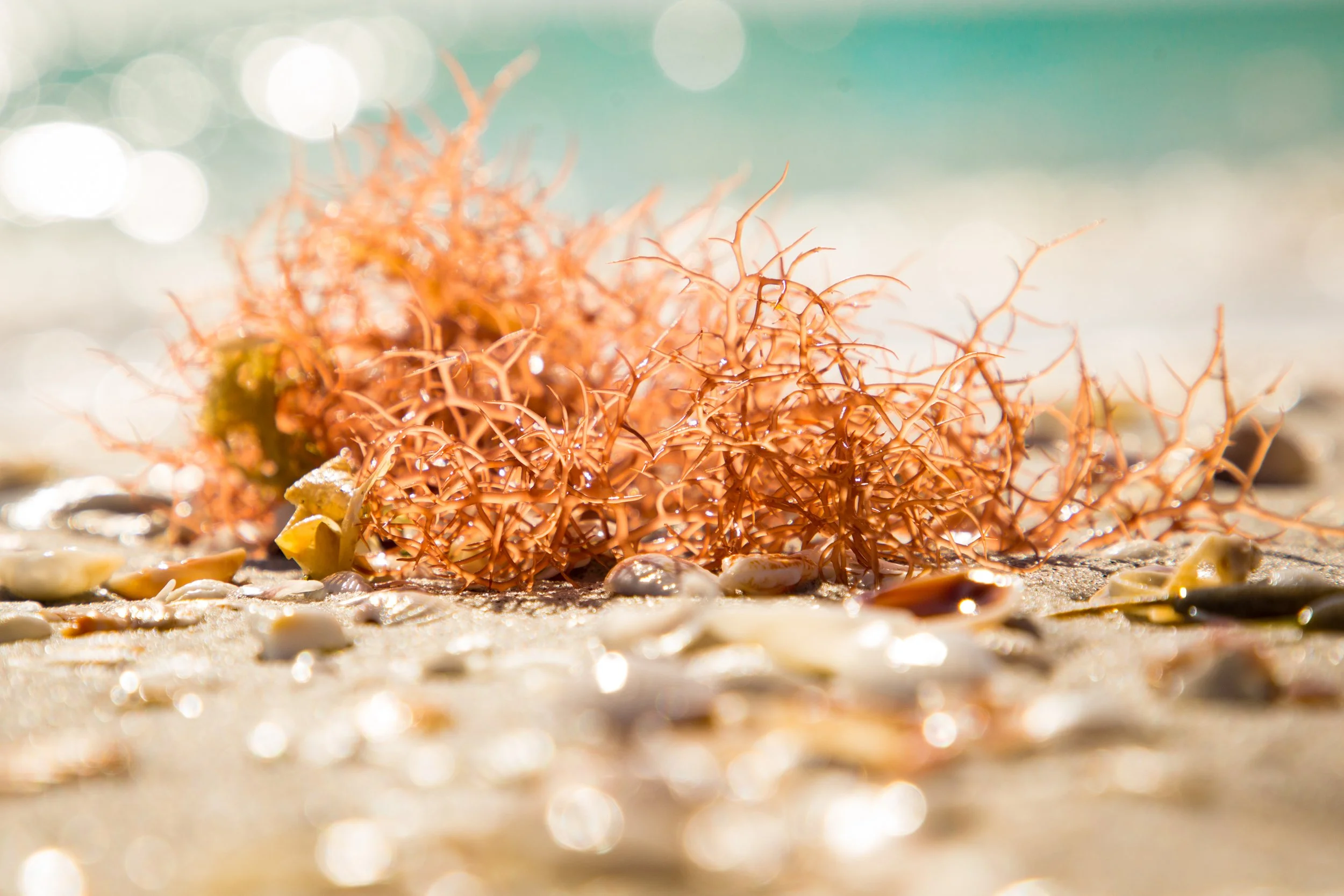 Seaweed - Sanibel Beach, Florida
