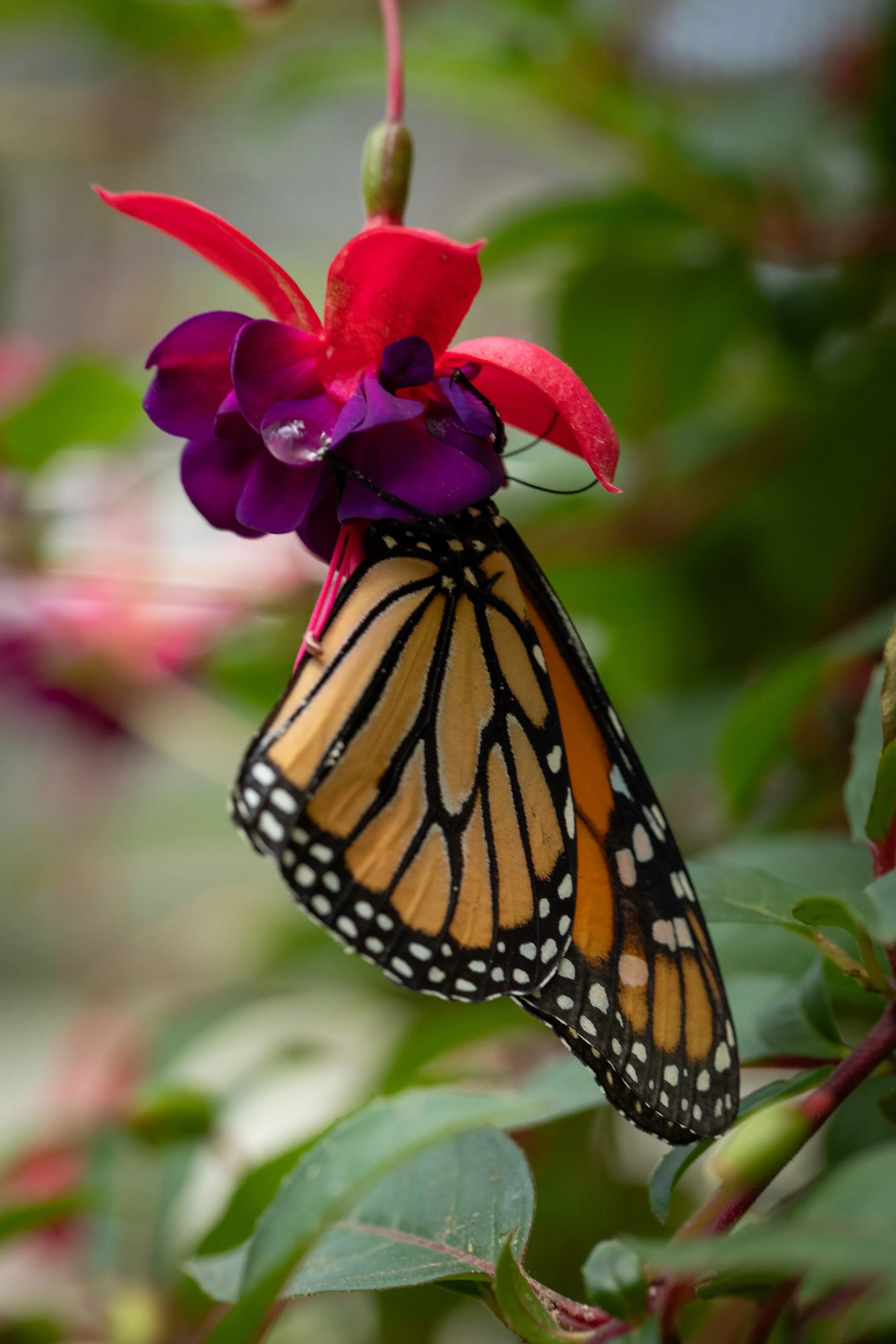 Monarch Butterfly at Work.jpg
