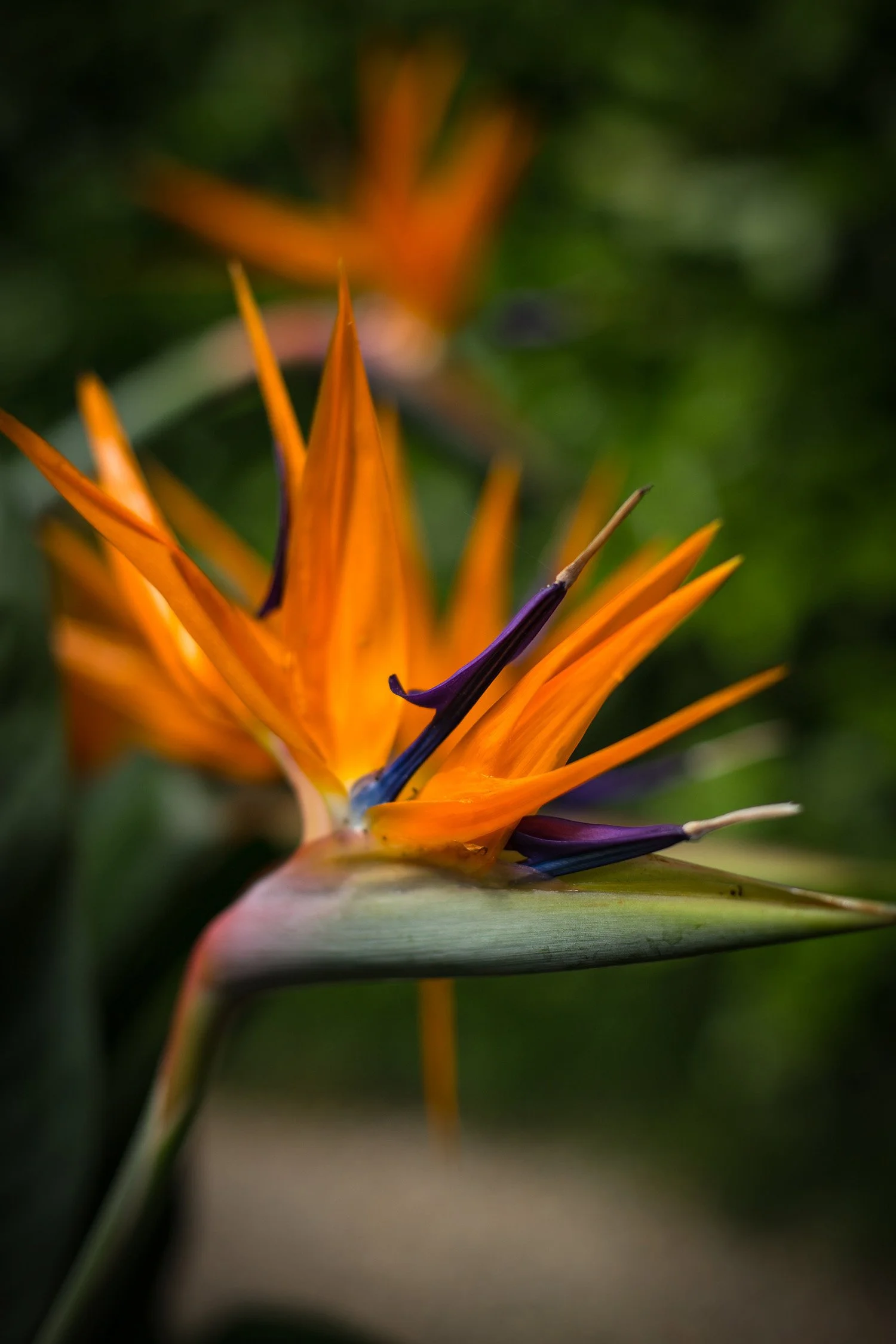 Bird of Paradise - Lake Como, Italy 