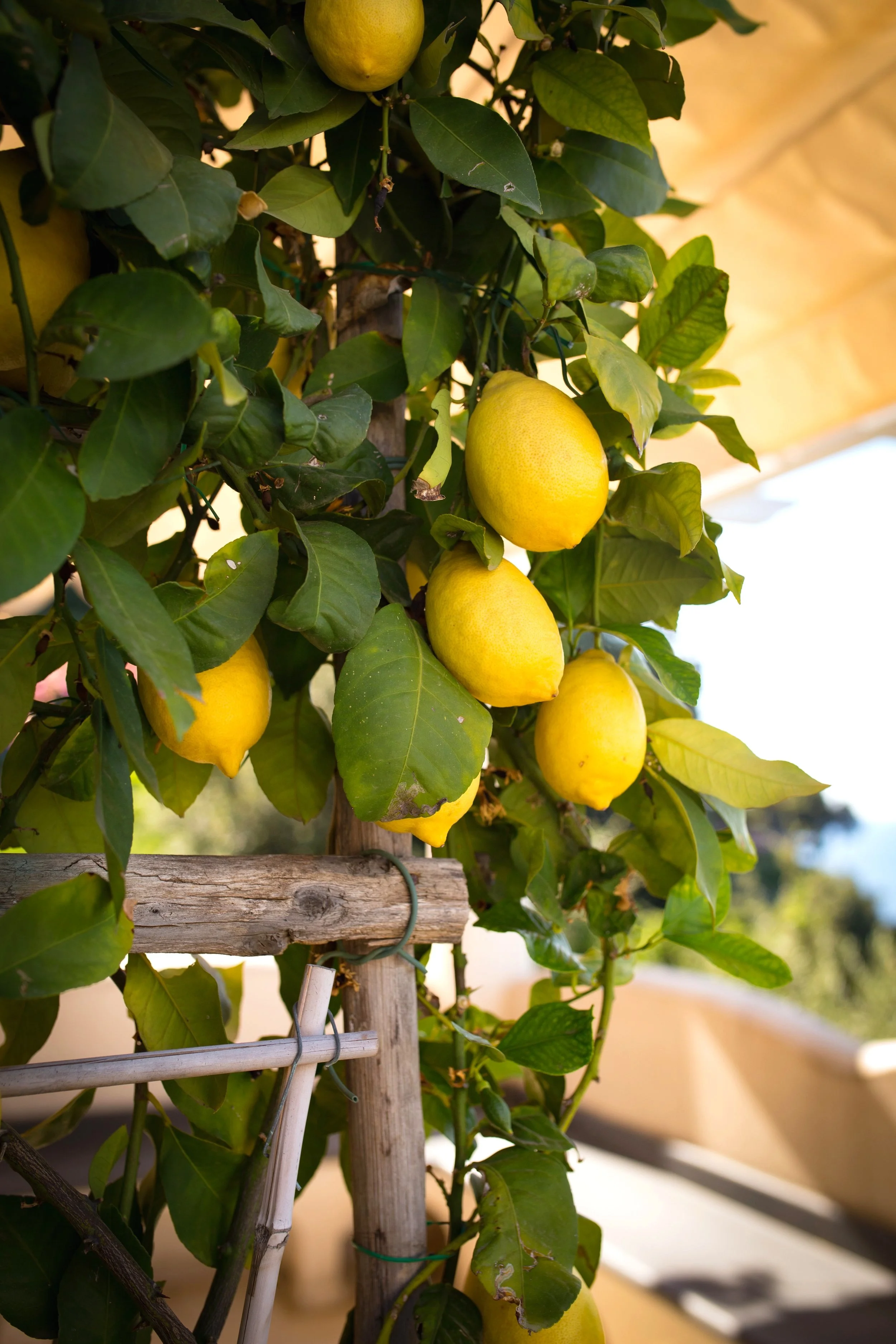 Amalfi Lemons - Amalfi, Italy 