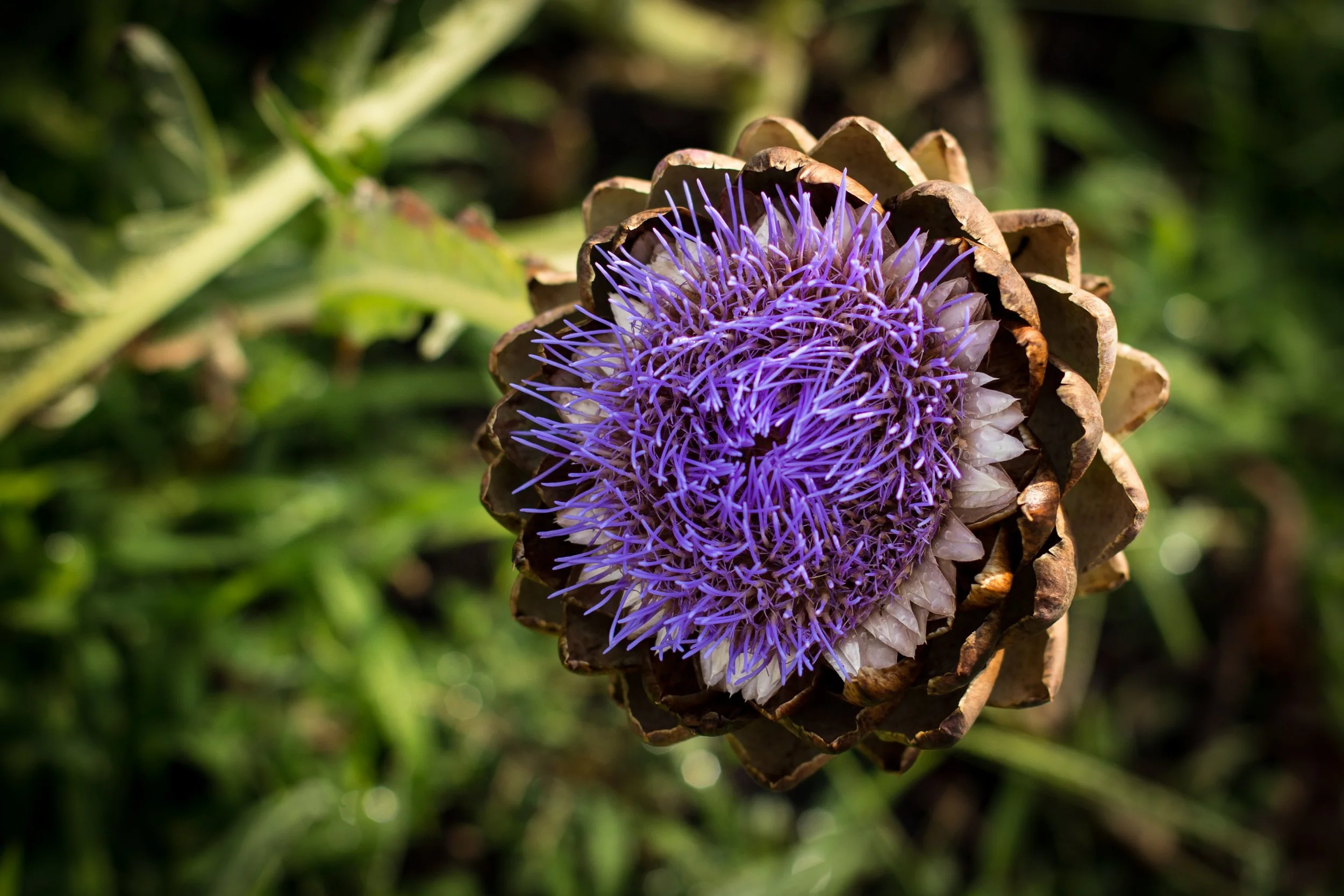 Artichoke Flower - Massapequa, NY