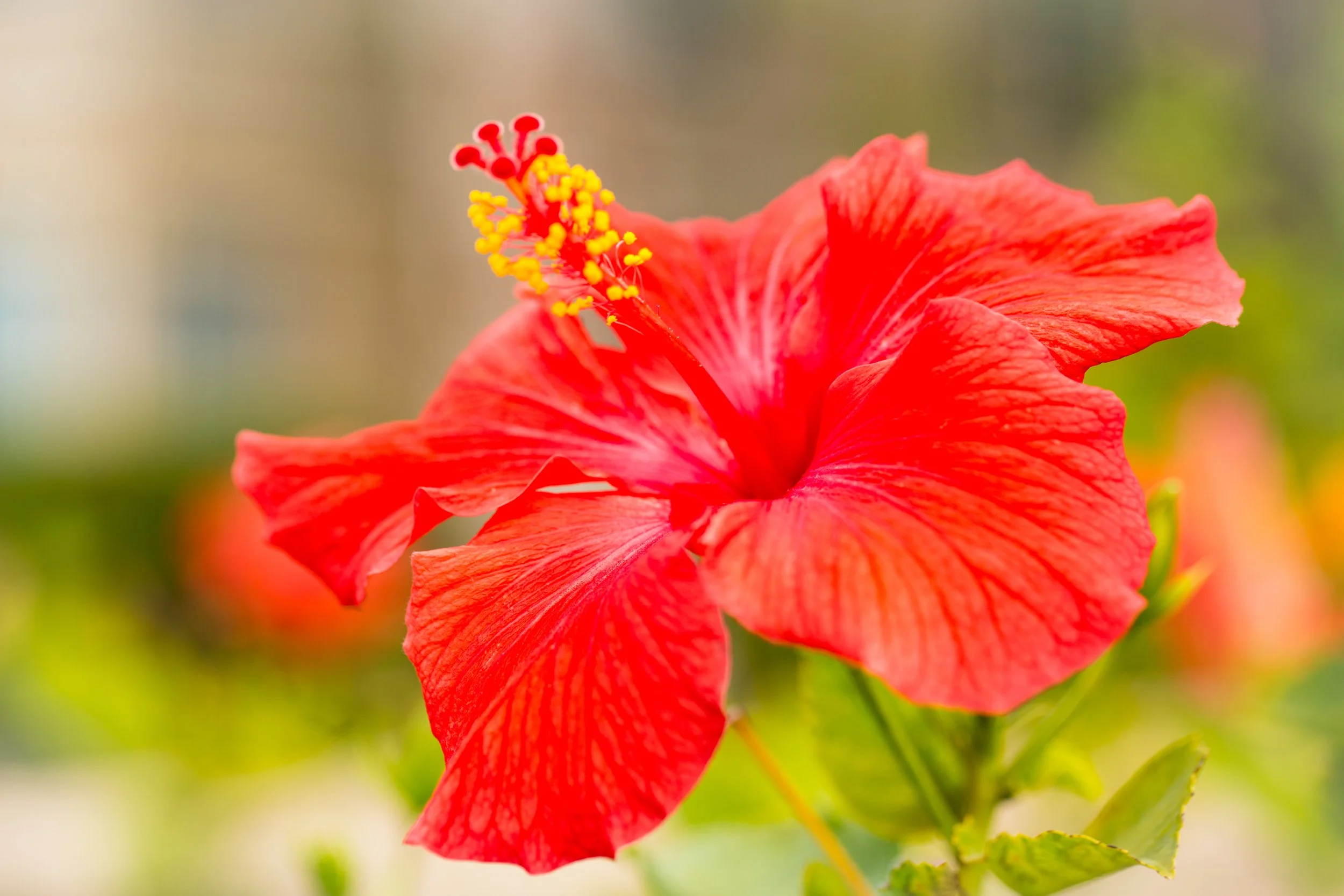 Red Hibiscus Flower