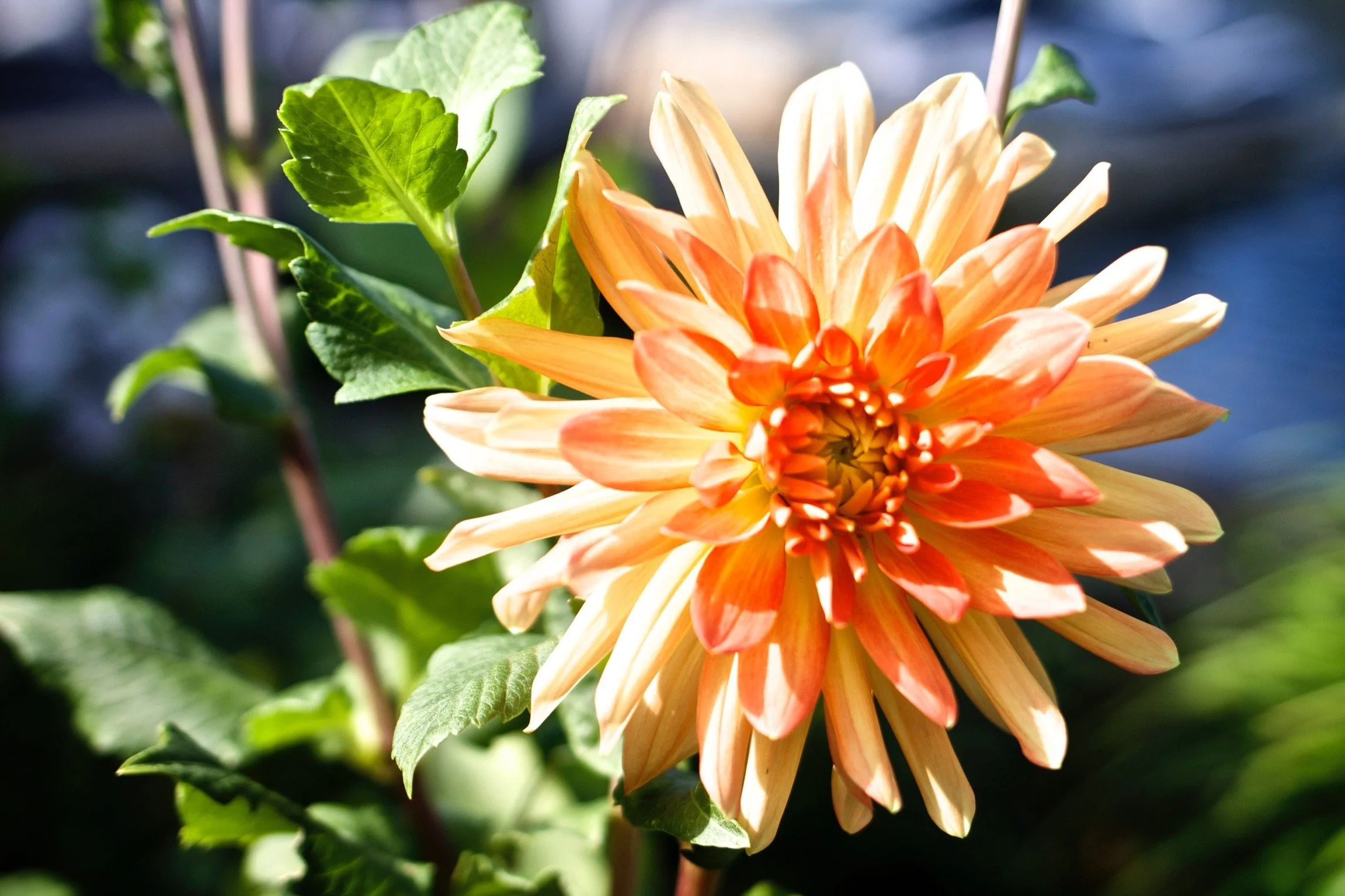 Orange Dalia - Massapequa, New York 