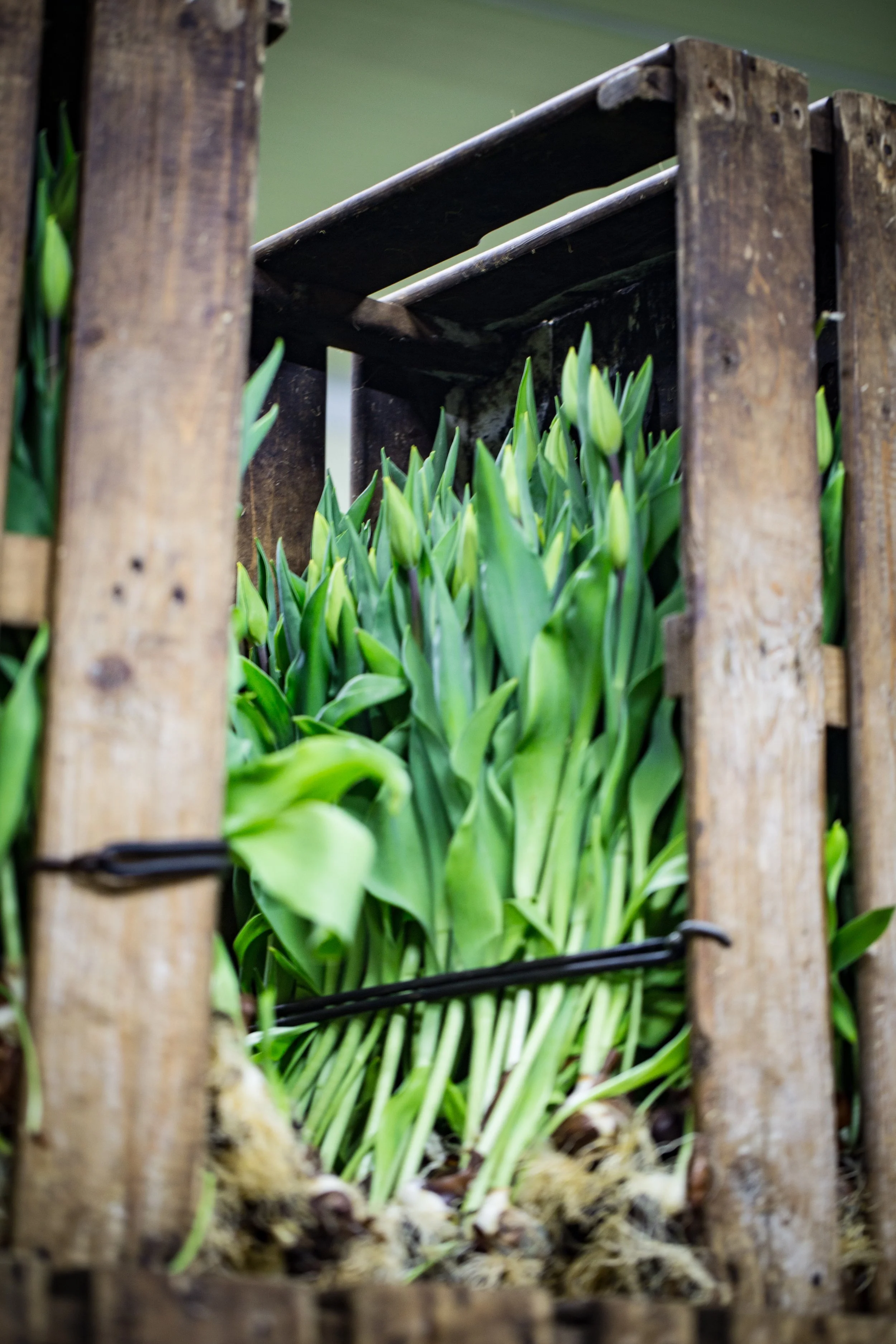 Crate of Tulips - Holland