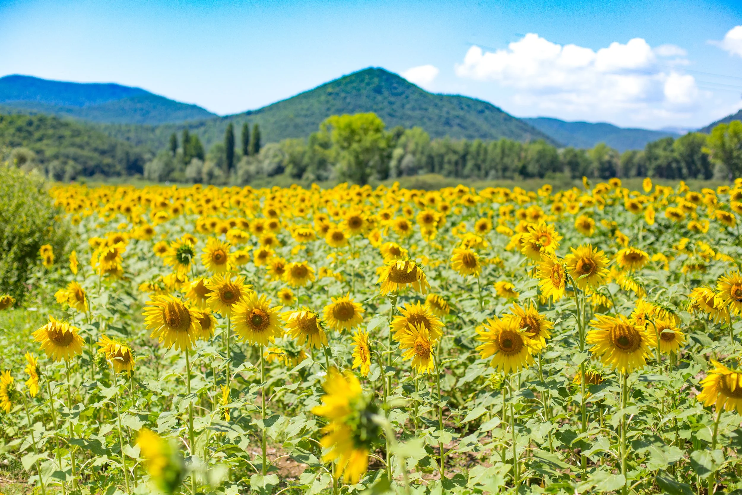 Sunflower Field - Tuscany, Italy 