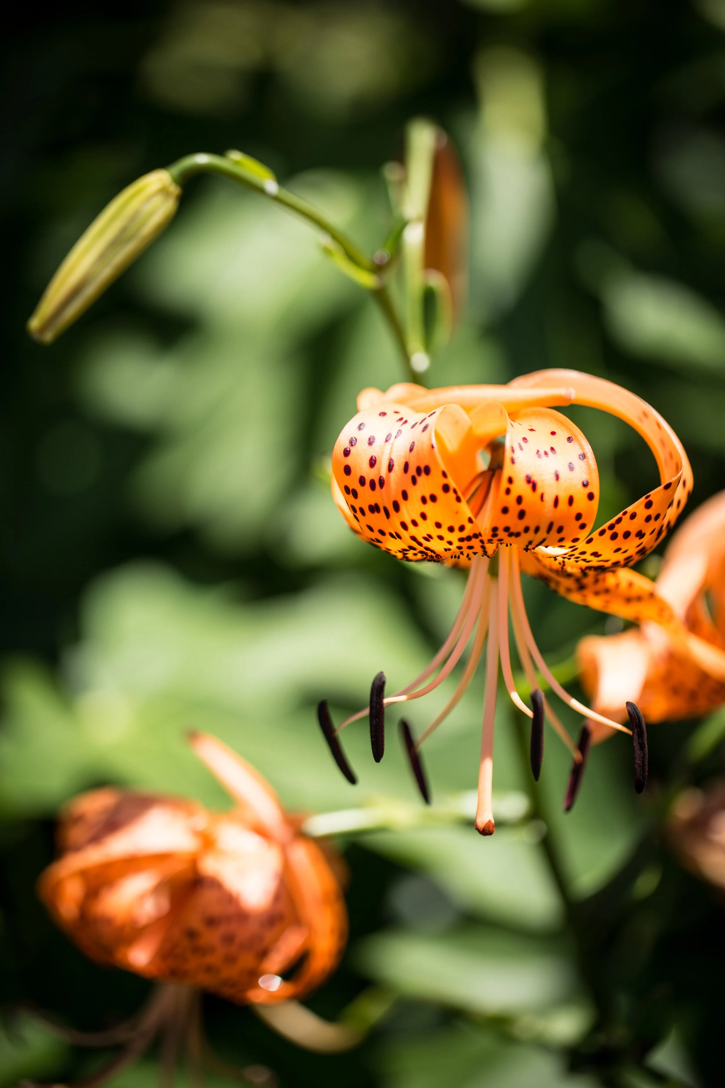 Tiger Lily - Massapequa, New York 