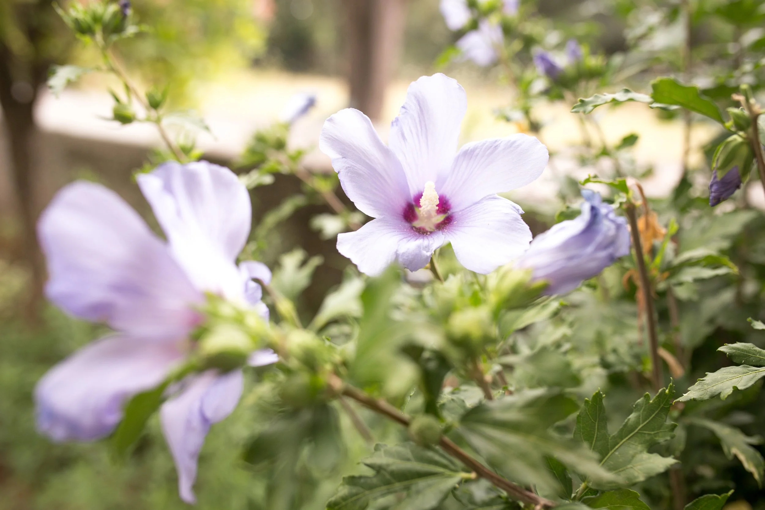 Lavender Hibiscus 
