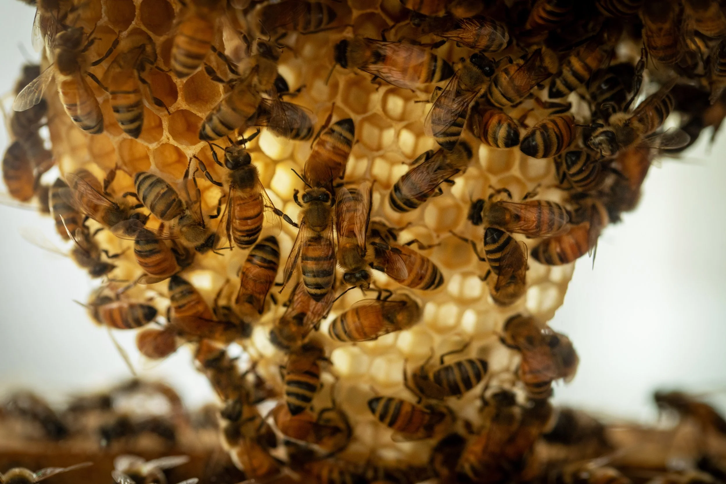 Honeybees at Work.jpg